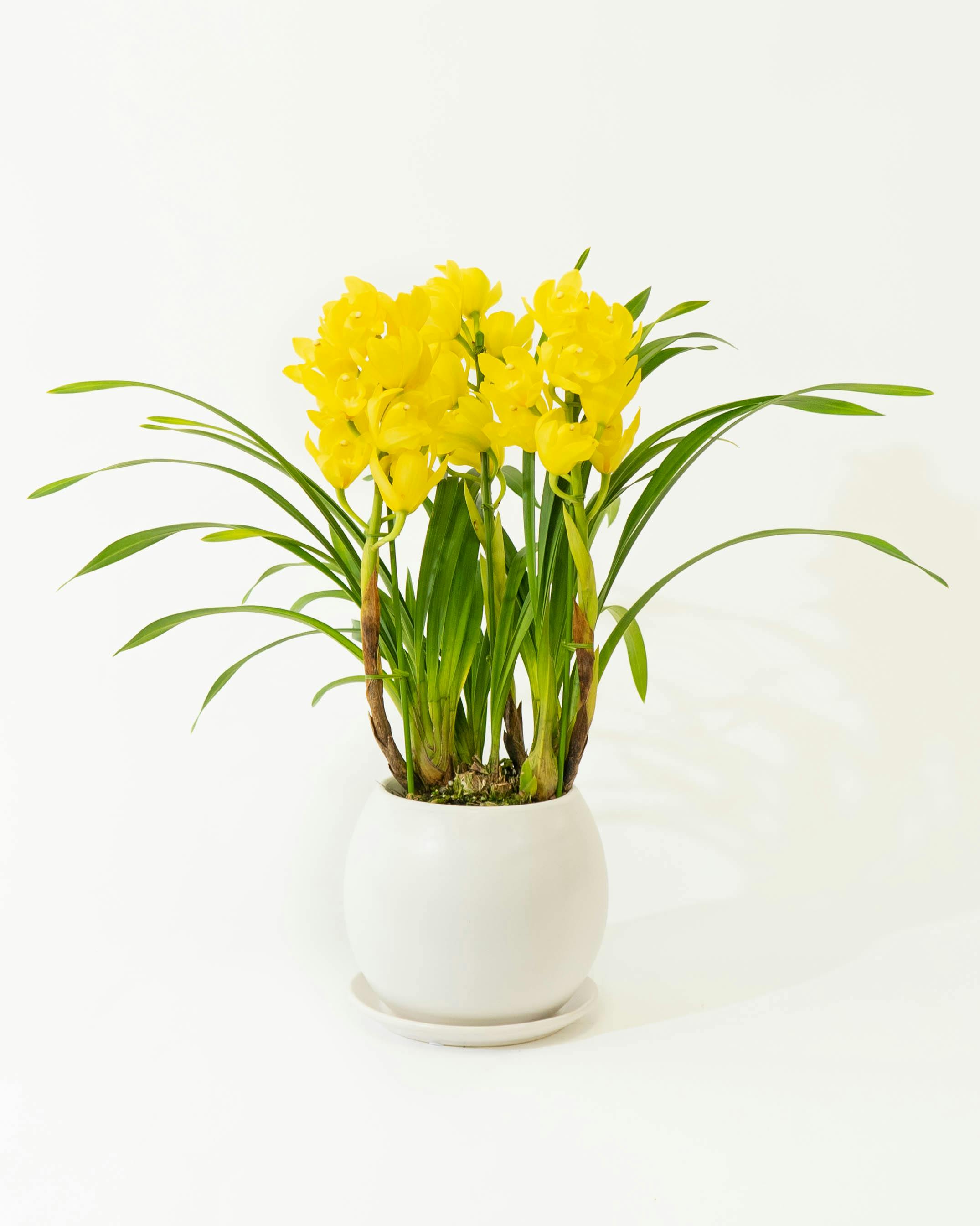 産地直送(産直)の洋蘭 | HitoHana（ひとはな）