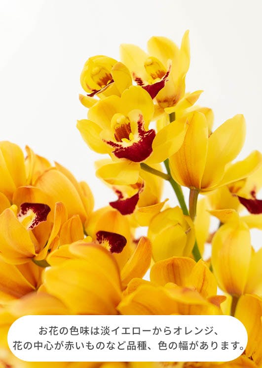 産地直送 シンビジウム ミニ イエローオレンジ系 2本立ち 陶器鉢皿付