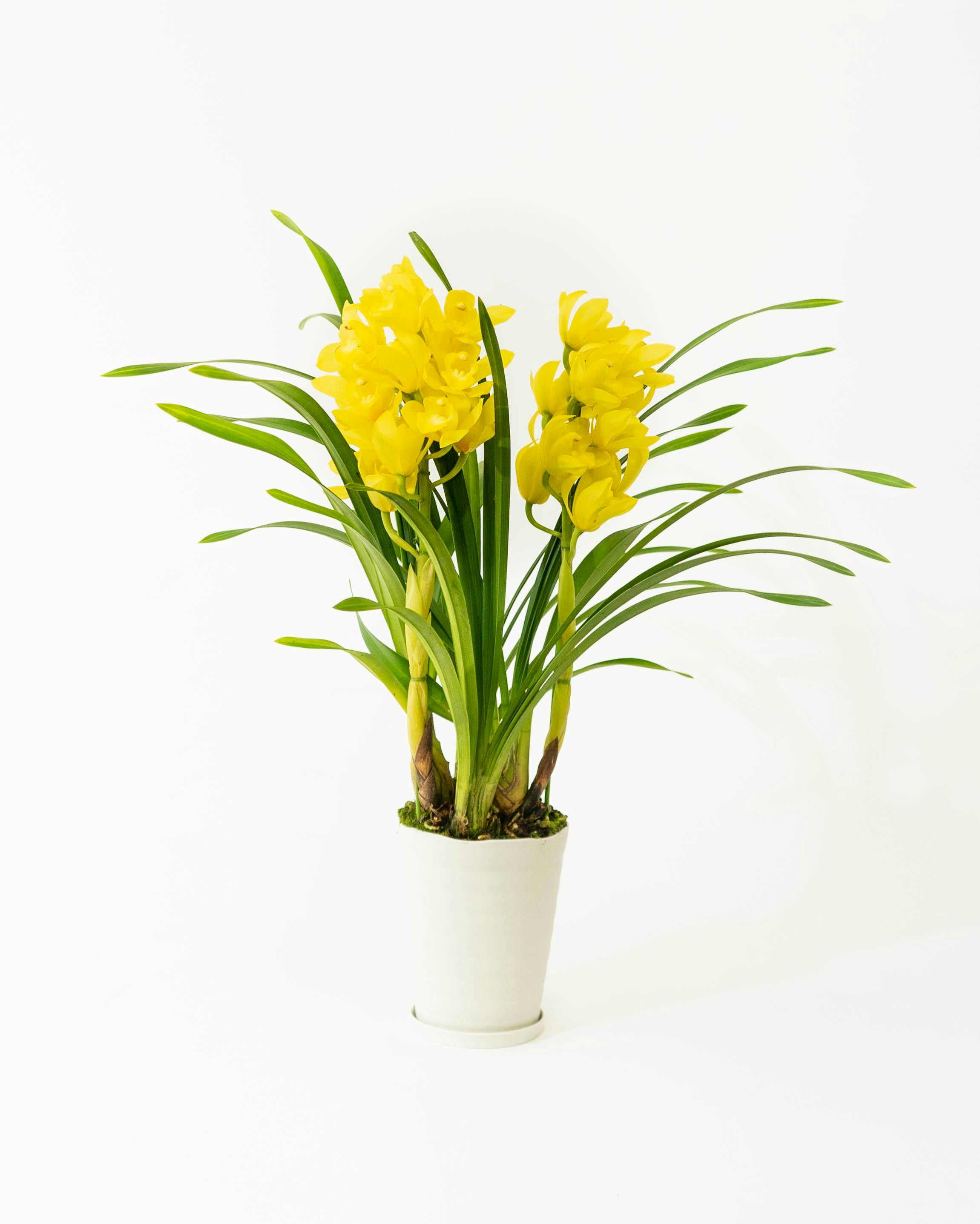 産地直送(産直)の洋蘭 | HitoHana（ひとはな）