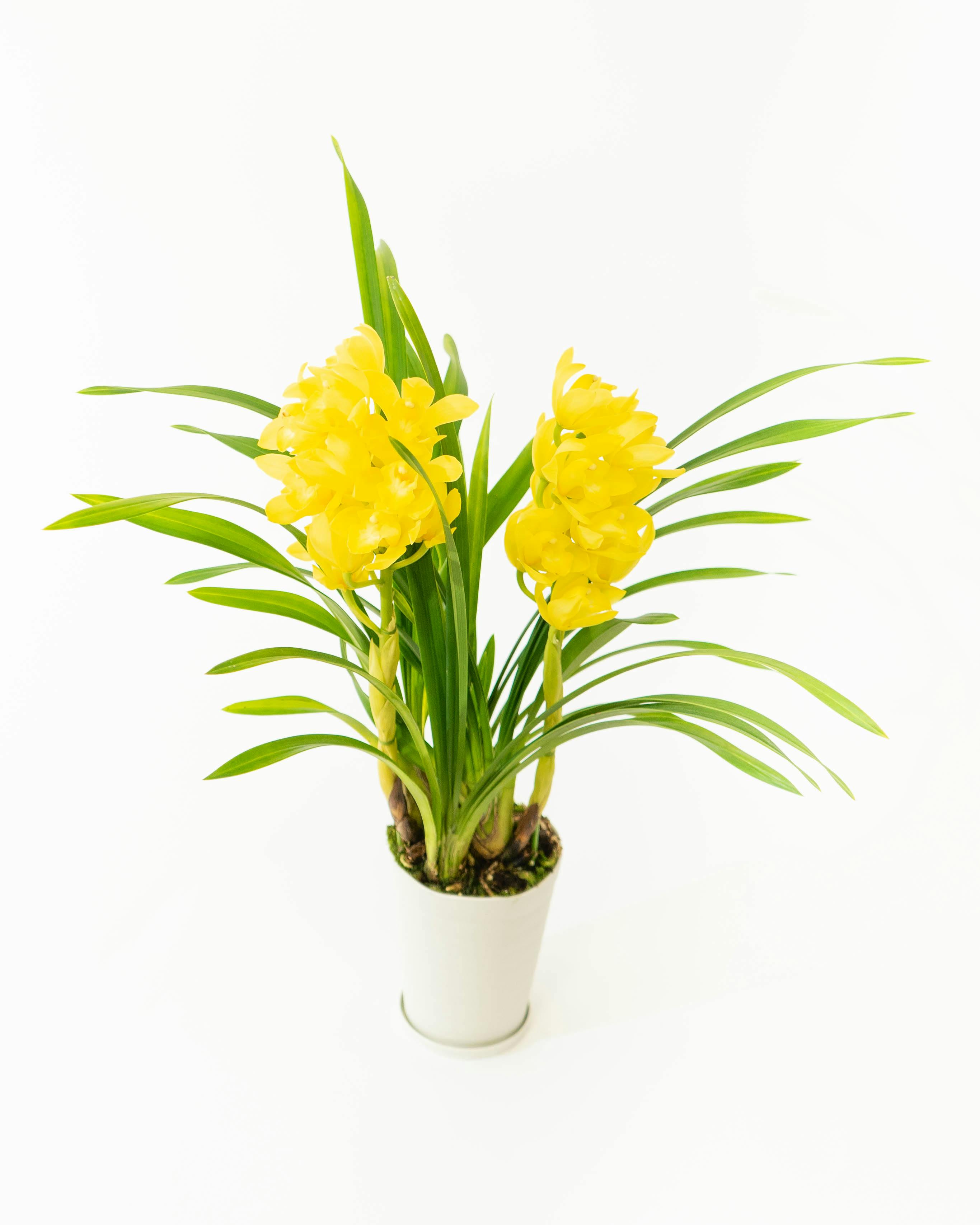 産地直送 シンビジウム ミニ イエローオレンジ系 2本立ち 化粧プラ鉢皿