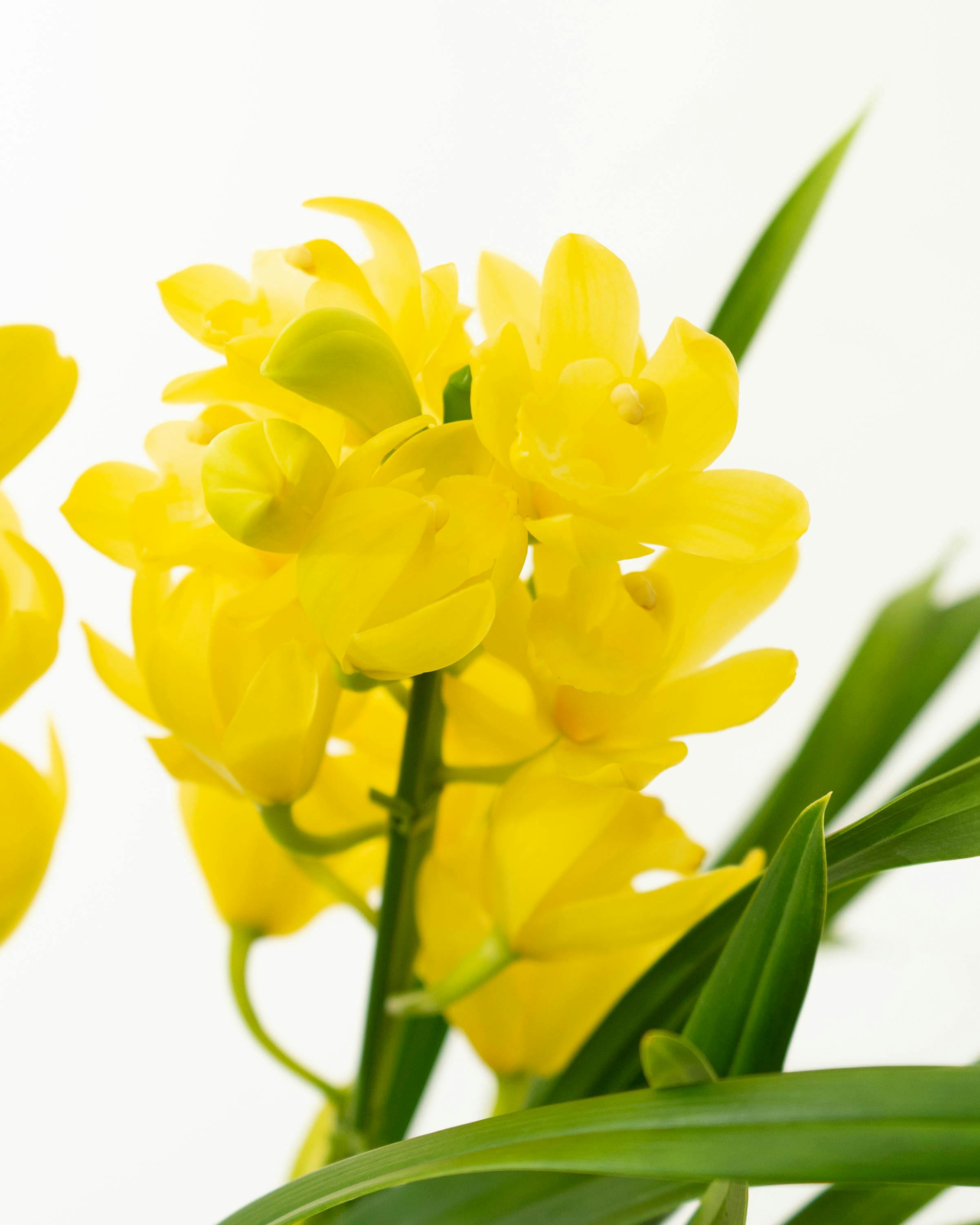 産地直送 シンビジウム ミニ イエローオレンジ系 2本立ち 陶器鉢皿付