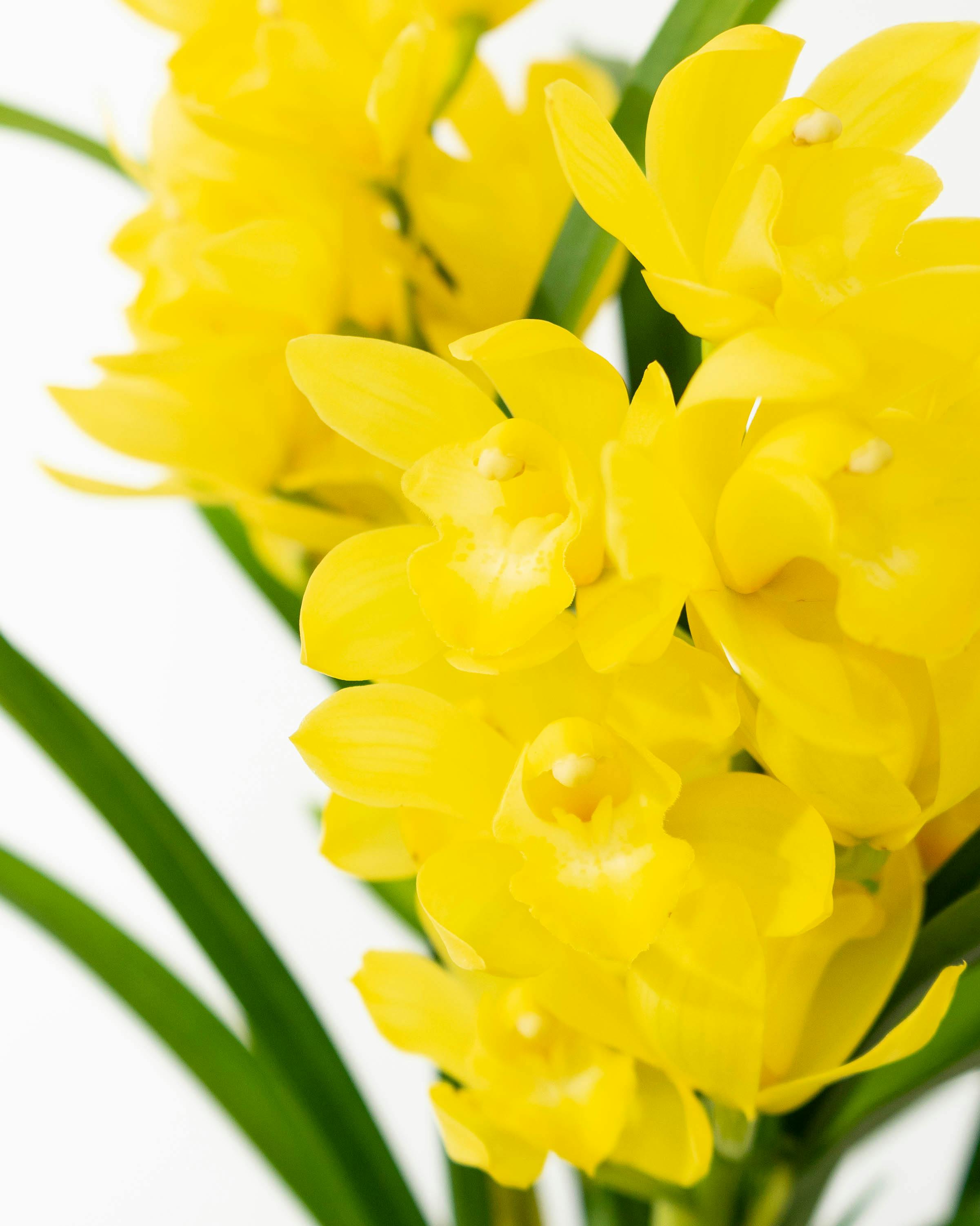 産地直送 シンビジウム ミニ イエローオレンジ系 2本立ち 陶器鉢皿付