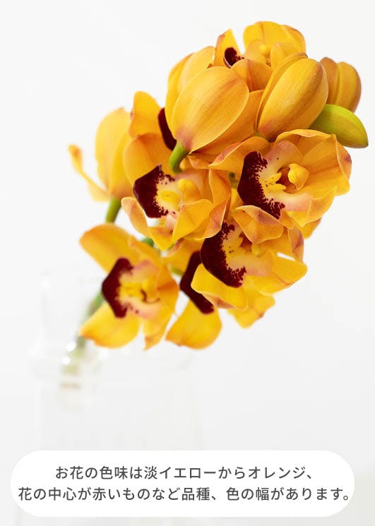 産地直送 シンビジウム ミニ イエローオレンジ系 2本立ち 陶器鉢皿付