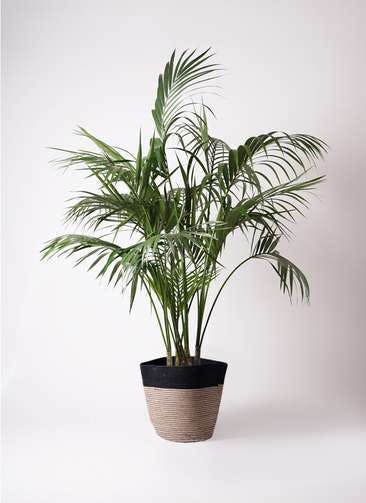 ケンチャヤシ | 観葉植物の通販ならHitoHana(ひとはな)