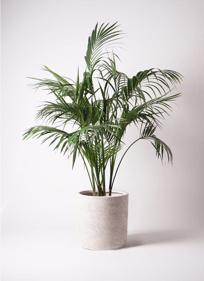 ケンチャヤシ 10号 | 観葉植物の通販ならHitoHana（ひとはな）