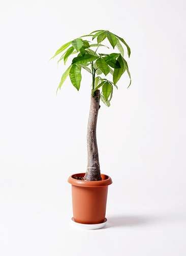 パキラをサイズ別に選ぶ 観葉植物通販hitohana ひとはな パキラをサイズ別に選ぶ 観葉植物通販hitohana ひとはな
