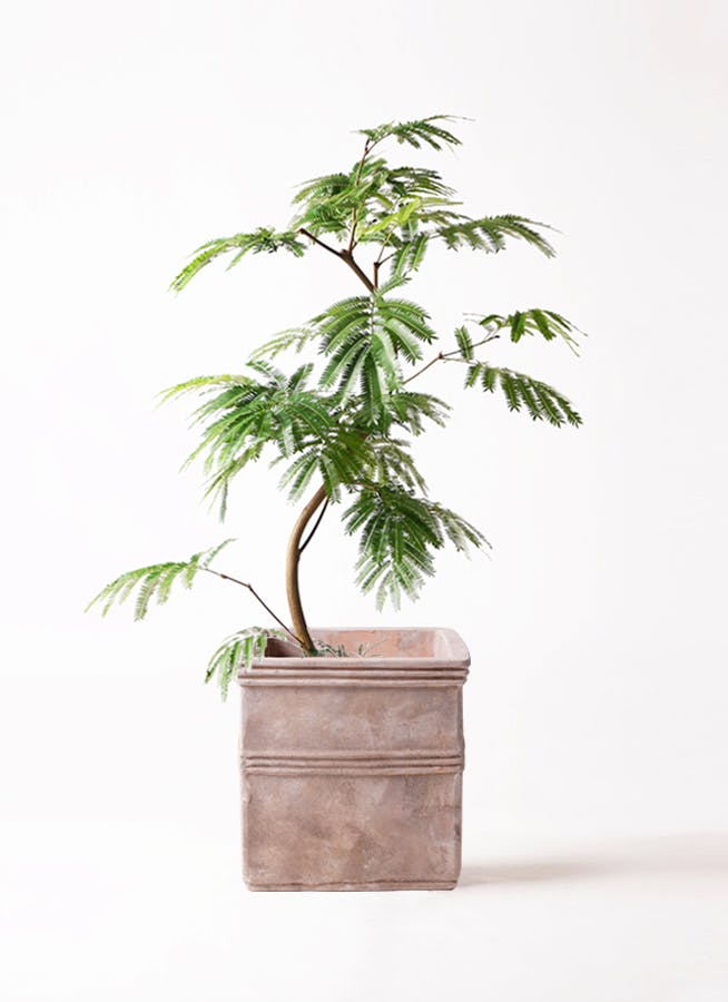 観葉植物 エバーフレッシュ 8号 曲り テラアストラ カペラキュビ 赤