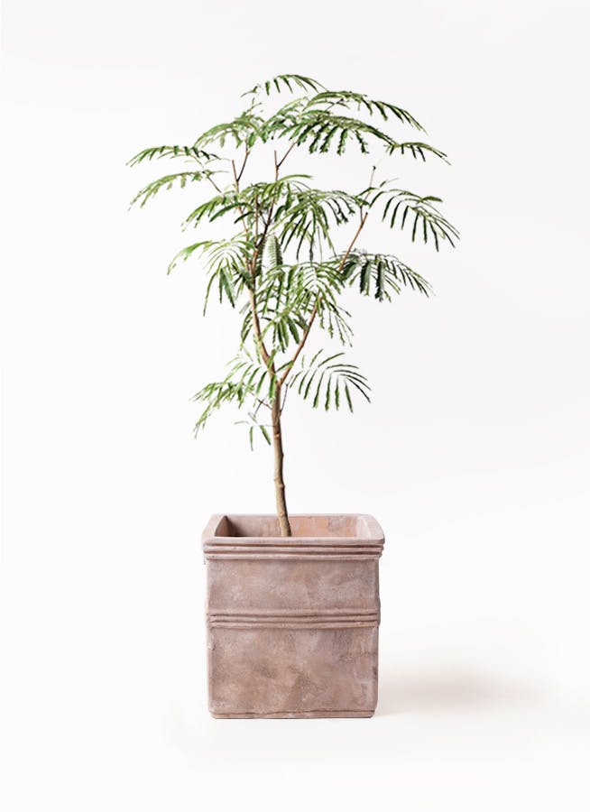 エバーフレッシュ 8号 | 観葉植物 | インテリアやギフトに - Hitohana