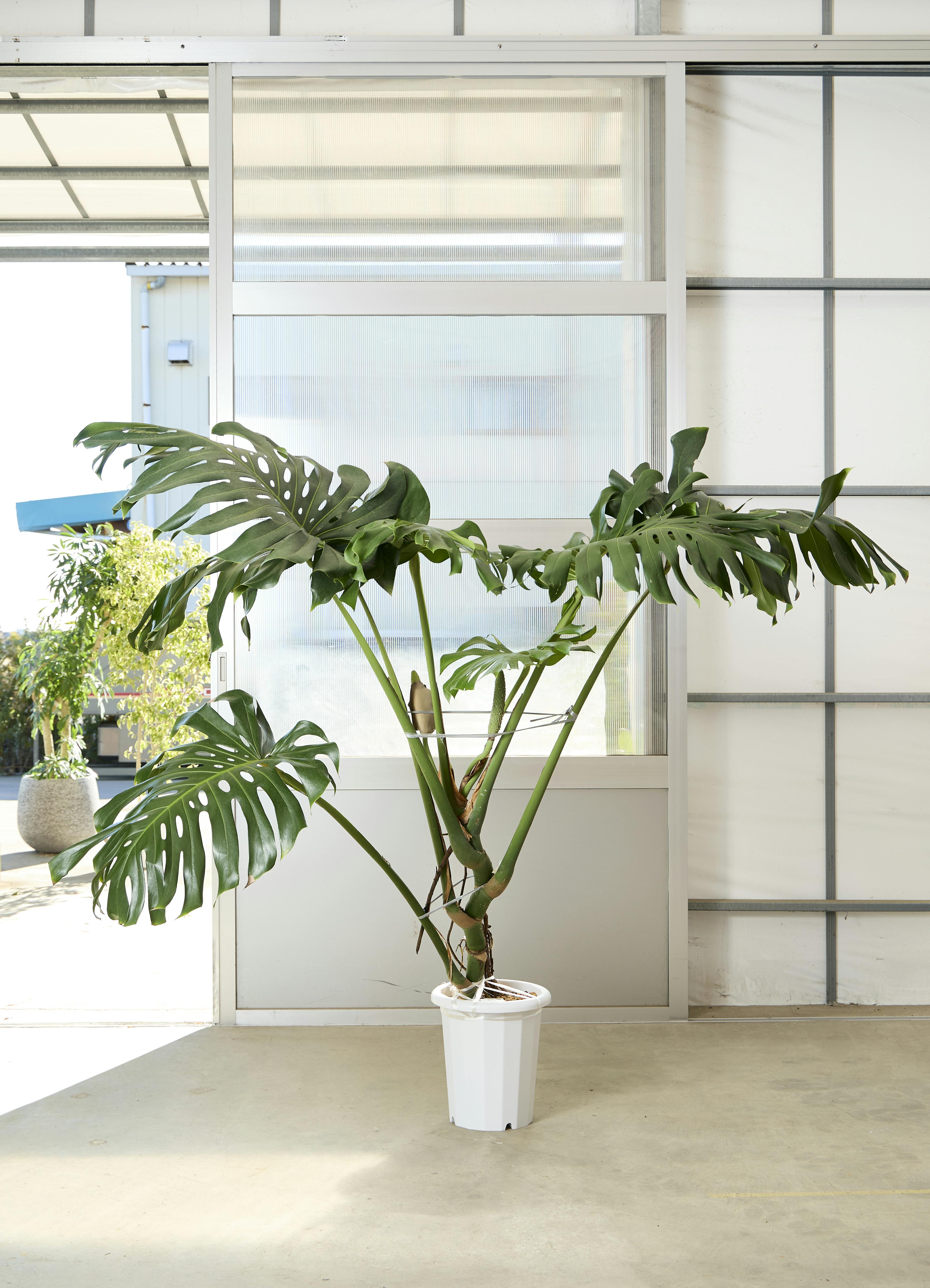 モンステラ 1点もの | 観葉植物 | 送料無料でお届け - Hitohana（ひと