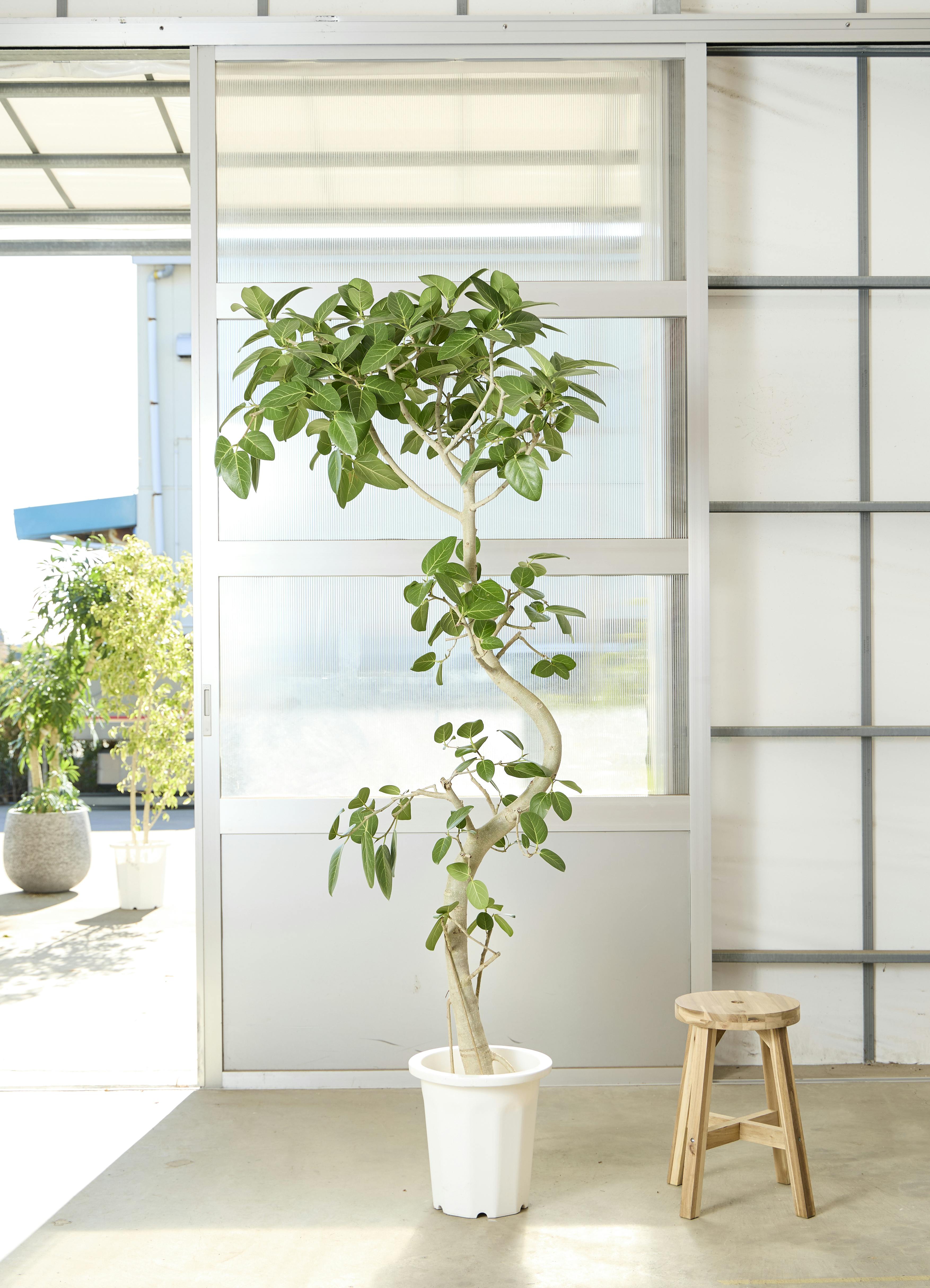 フィカス ベンガレンシス 10号 | 観葉植物通販 Hitohana（ひとはな）