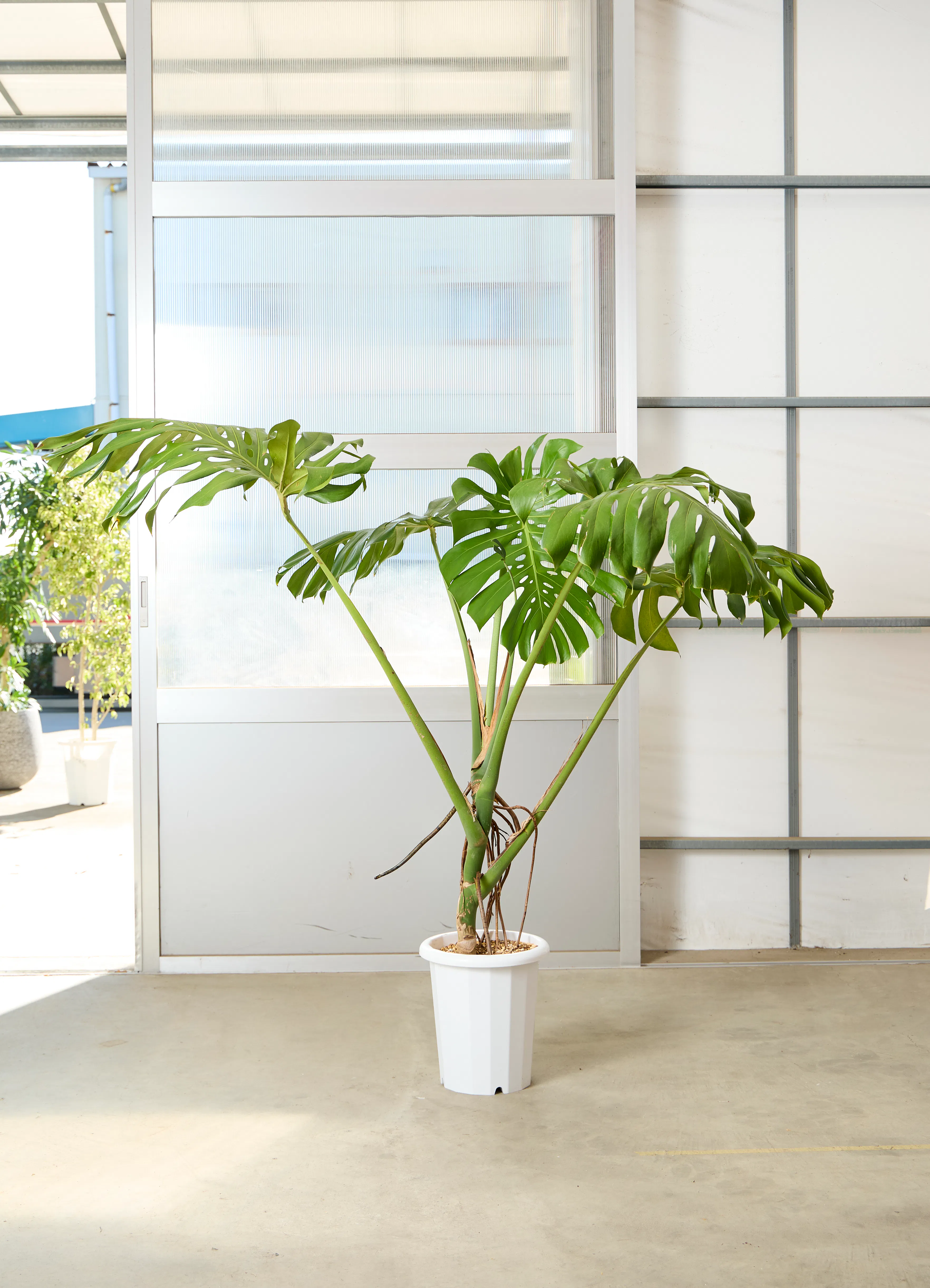 モンステラ 10号 | 観葉植物 | インテリアやギフトに - Hitohana（ひと 