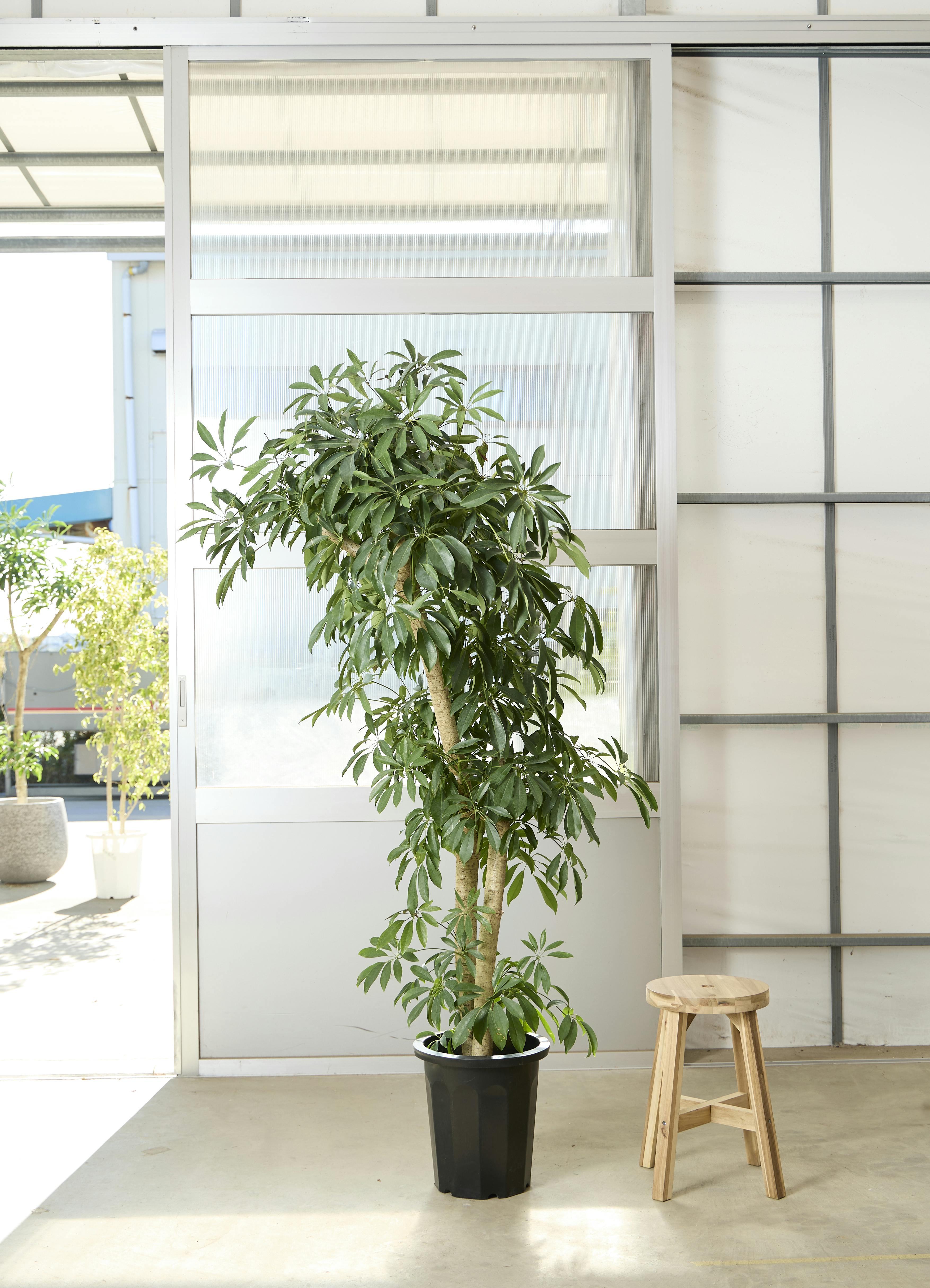 シェフレラ montekn シェフレラ montekn 観葉植物 カポック（シェフレラ） 10号 ノーマル