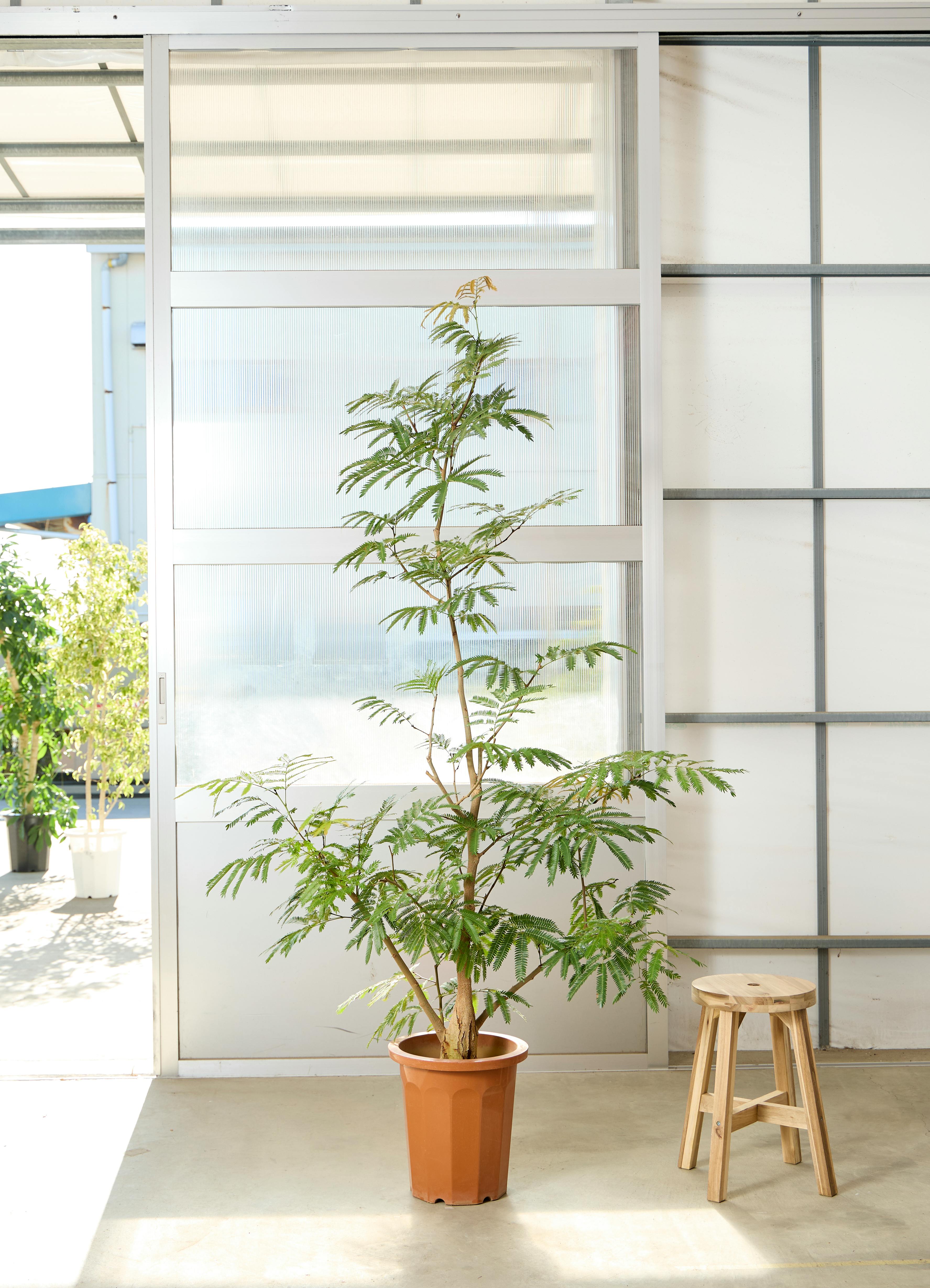 観葉植物 エバーフレッシュ【210cm】10号 プラスチック鉢 #69643 ※1都3