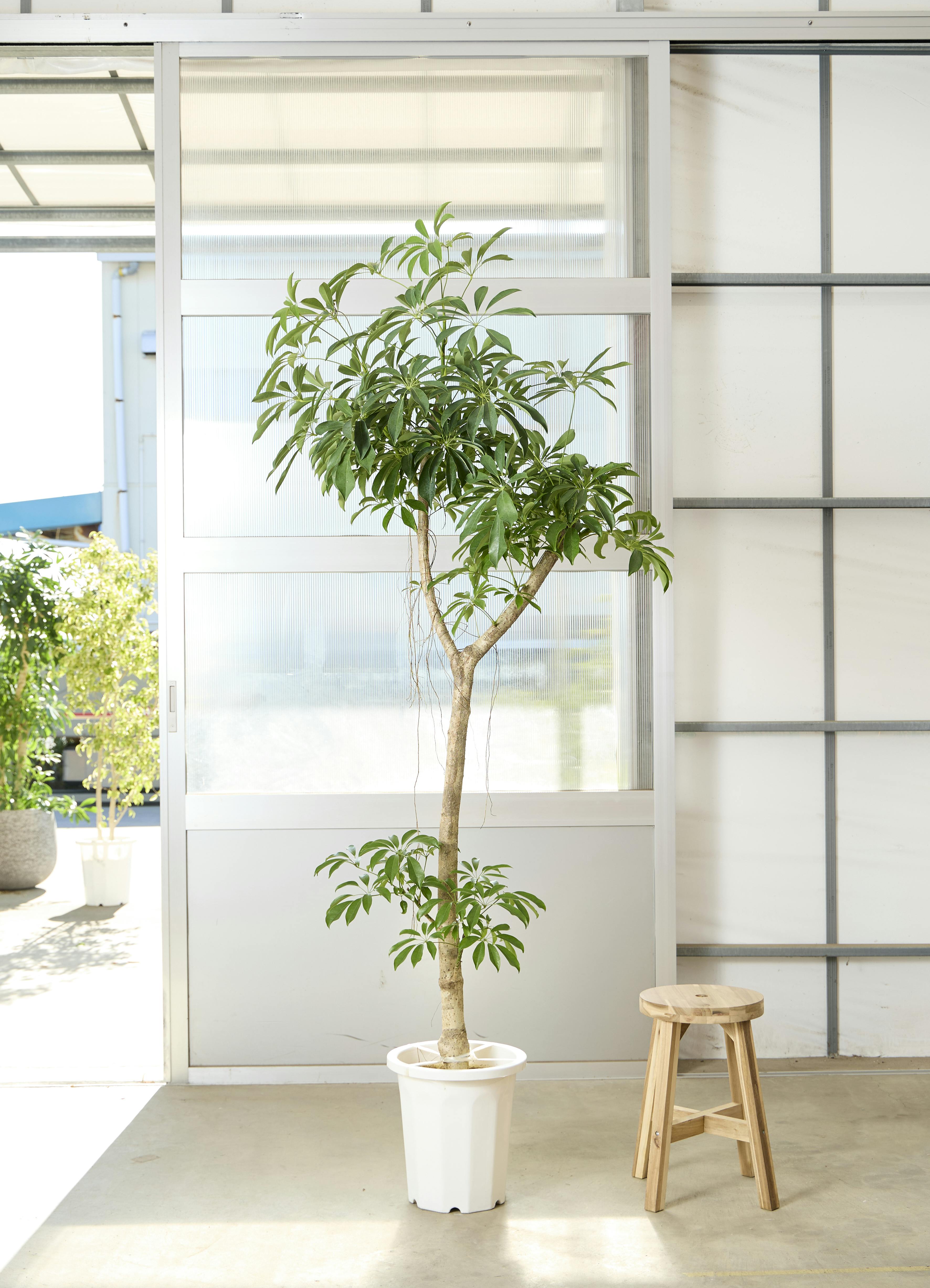 シェフレラ コンパクタ | 観葉植物ならHitohana（ひとはな）