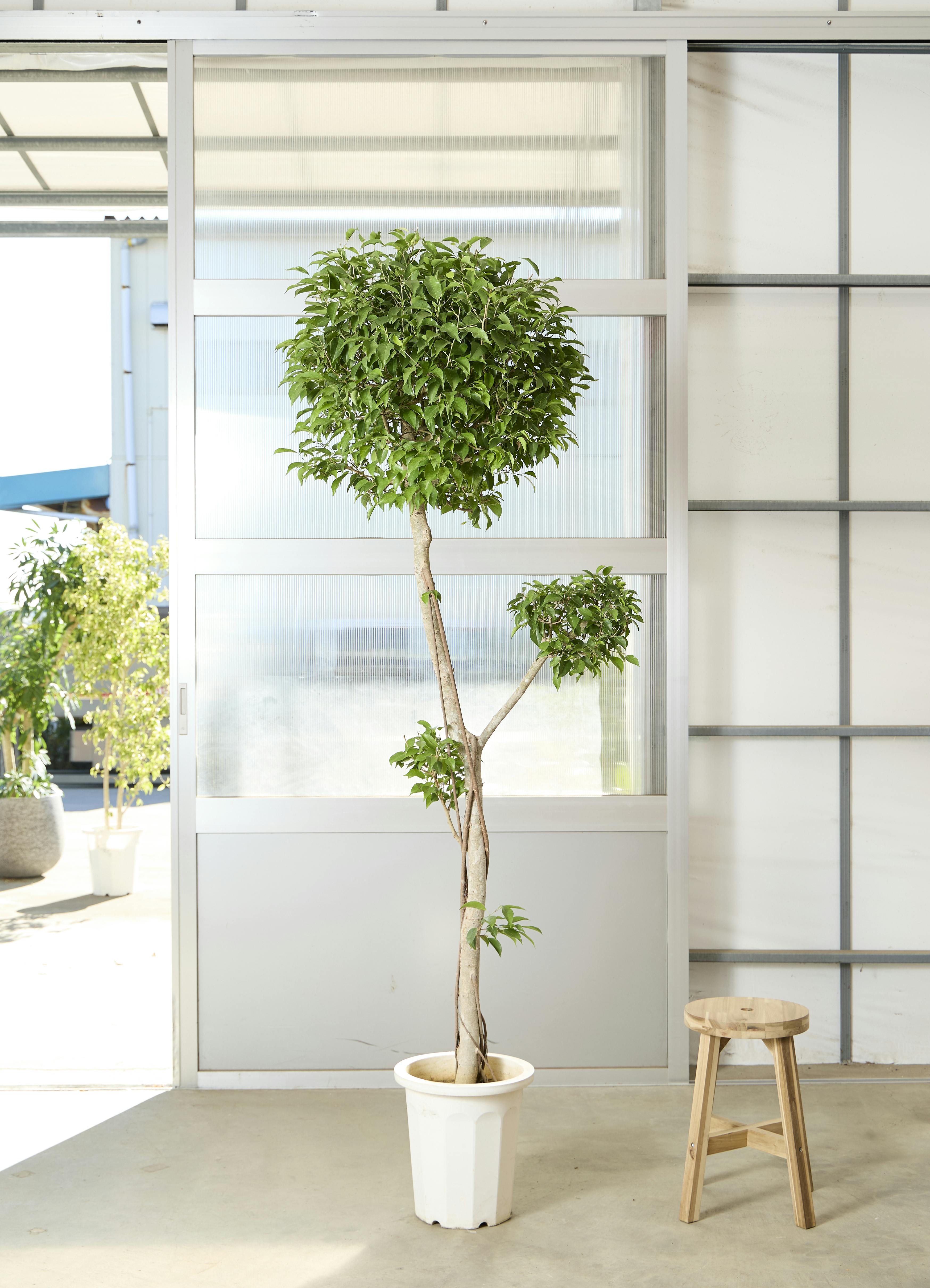 フィカス ベンジャミン 10号 | 観葉植物 | インテリアやギフトに