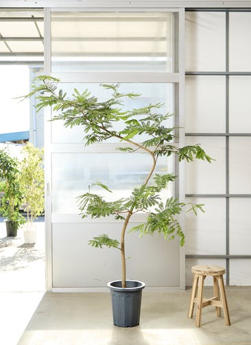 観葉植物 エバーフレッシュ 10号 曲り アートストーン ラウンド グレー