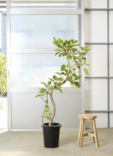 観葉植物 フィカス アルテシーマ 7号 ストレート プラスチック鉢