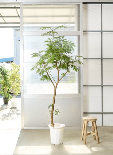 観葉植物 エバーフレッシュ【190cm】10号 曲り プラスチック鉢 #69641