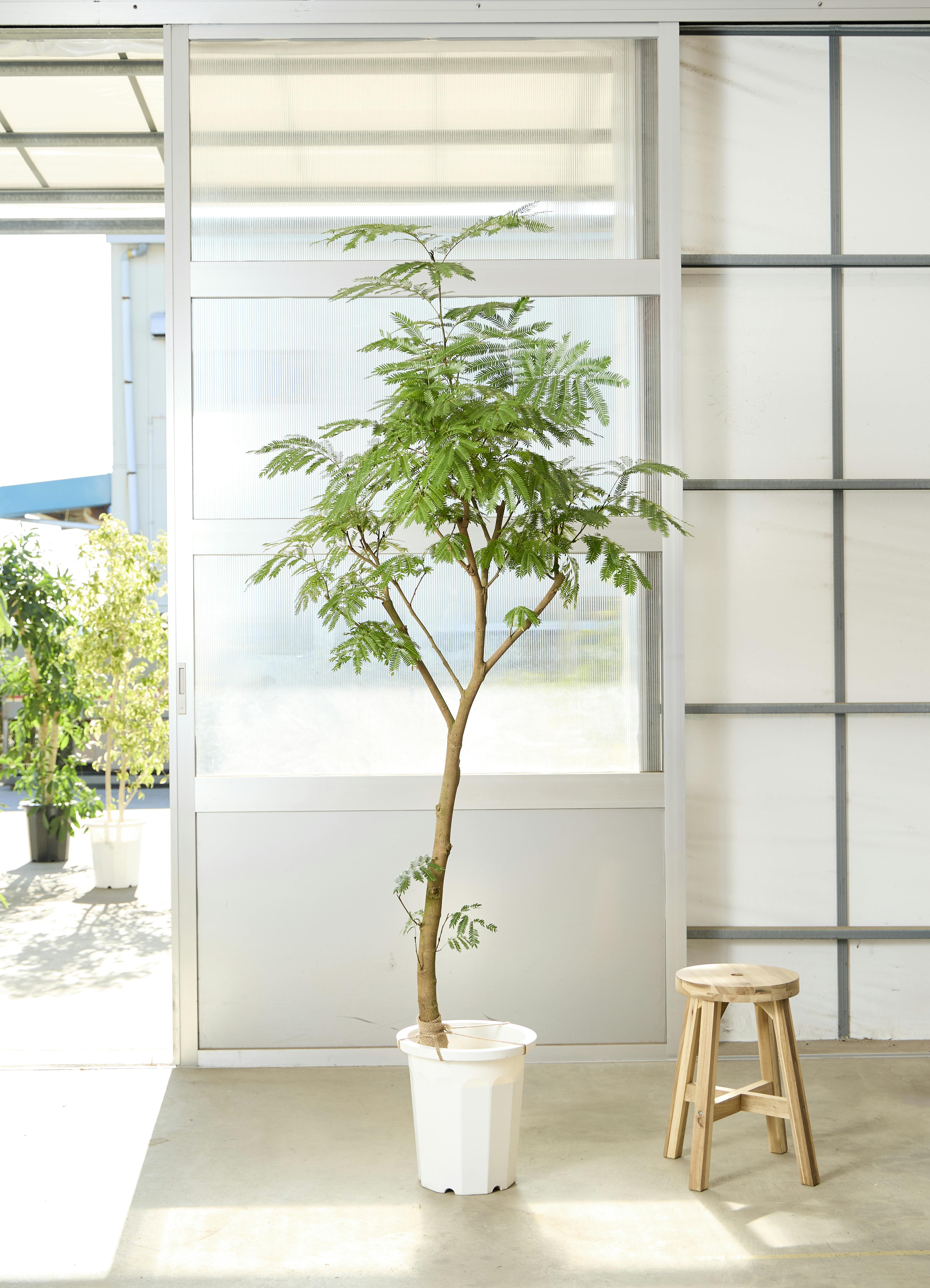 エバーフレッシュ 1点もの（現品・現物） | 観葉植物 | 送料無料でお