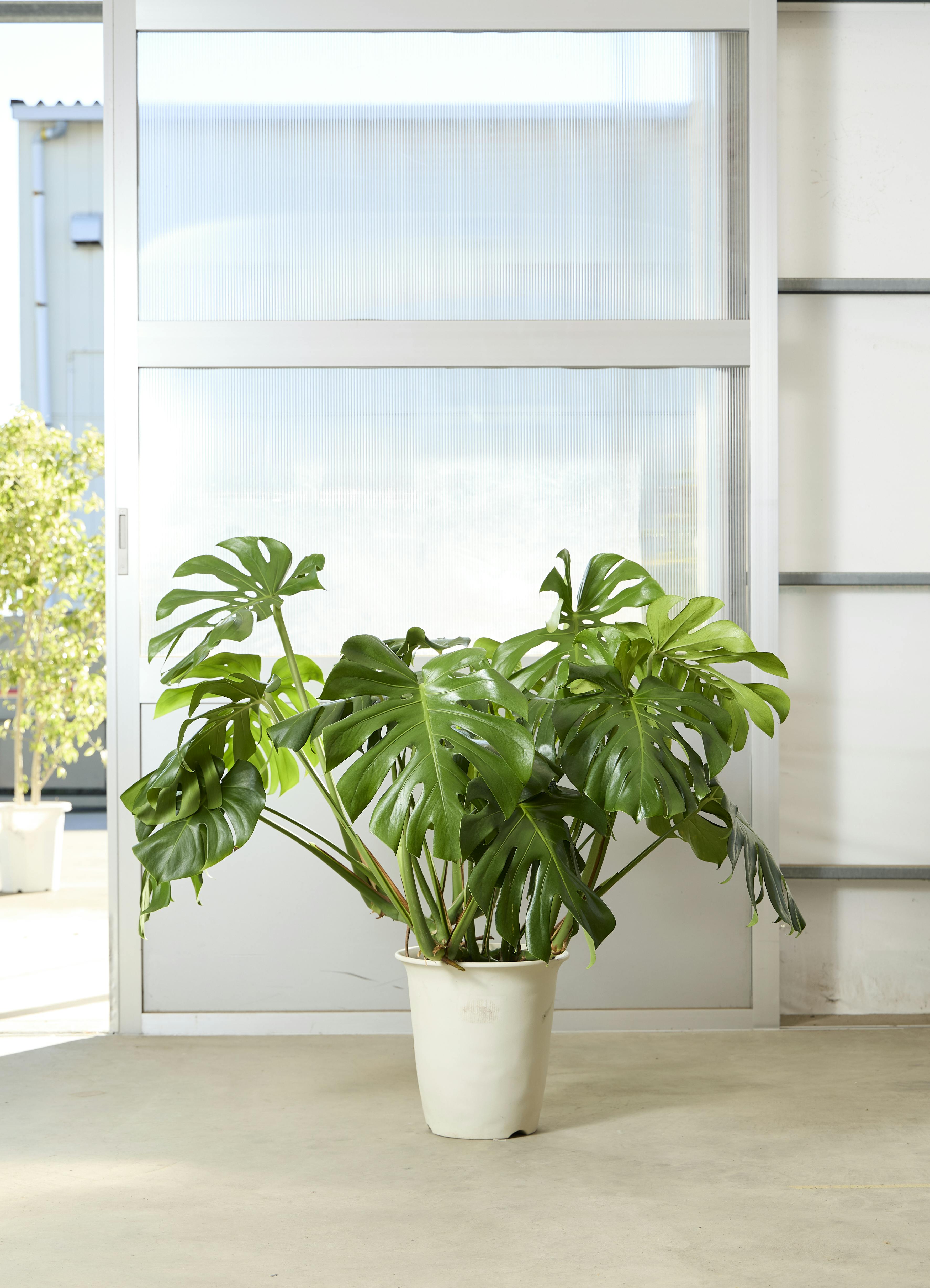 モンステラ 大型 | 観葉植物通販HitoHana(ひとはな)