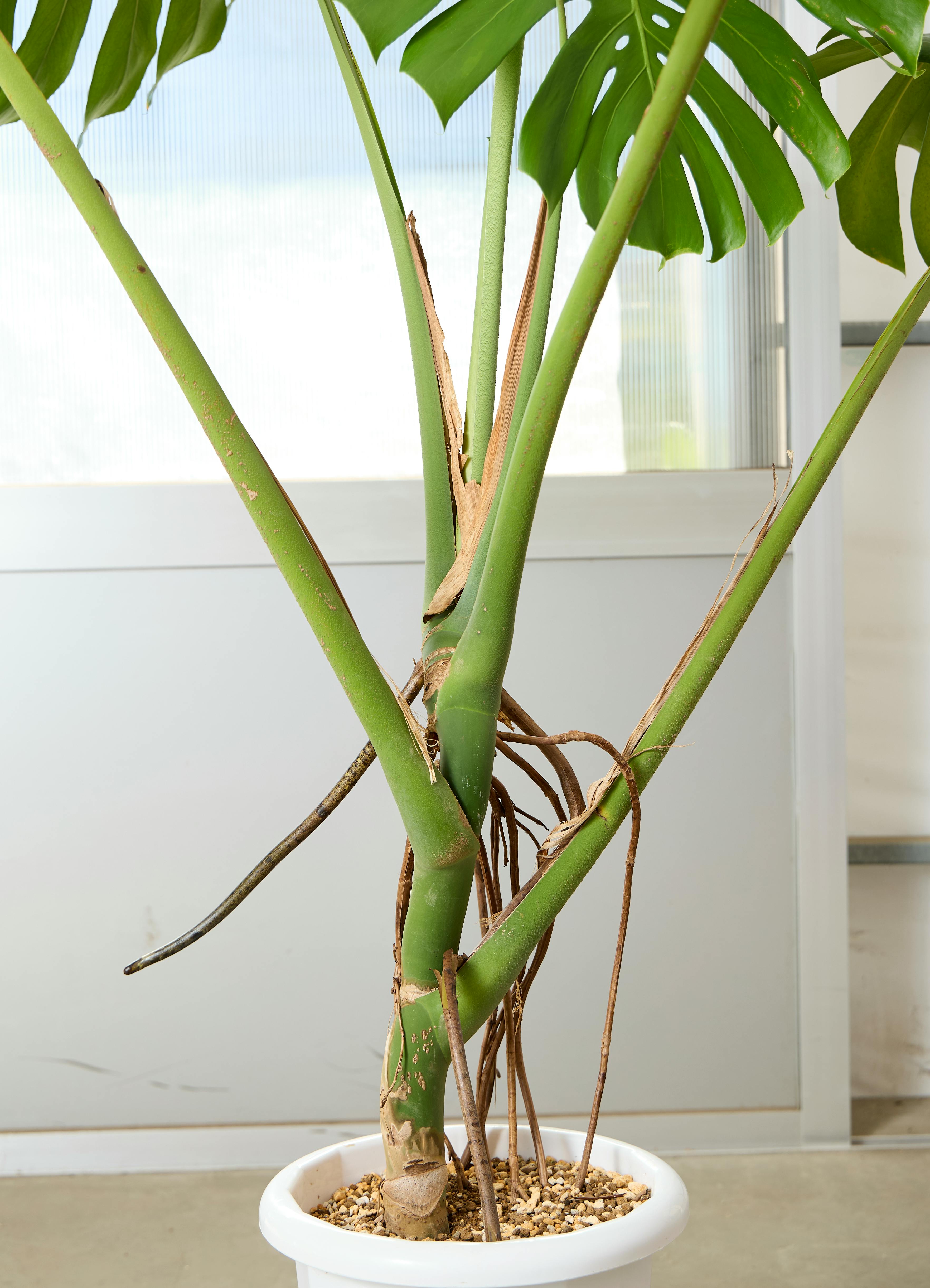 観葉植物　モンステラ① 大きい　健康　金運 家の中央に置くと運気が巡る？！モンステラの風水効果 – Jewelry Plant