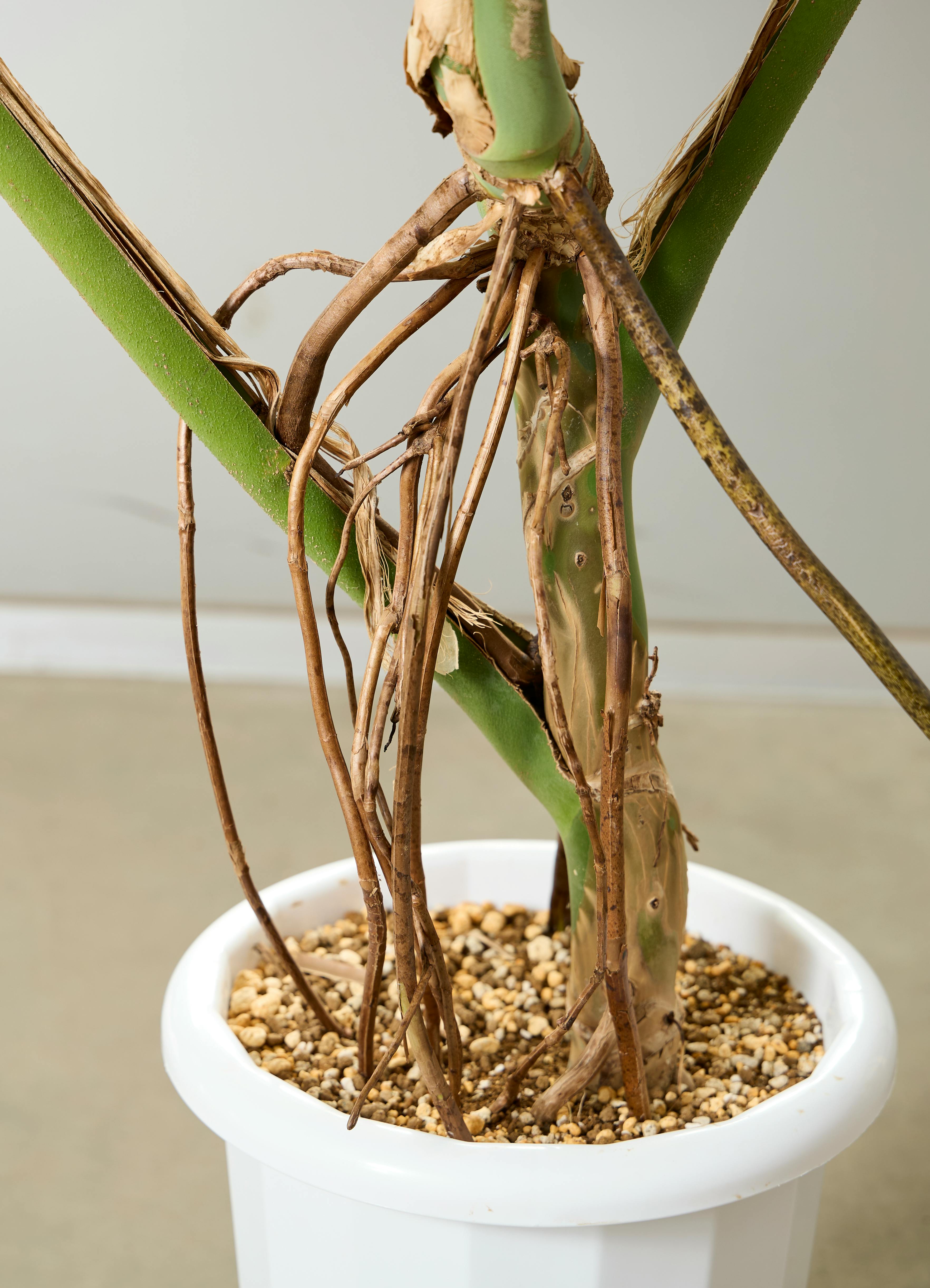 モンステラ 観葉植物 モンステラ【160cm】10号 幹立ち プラスチック鉢 #69645 ※1都