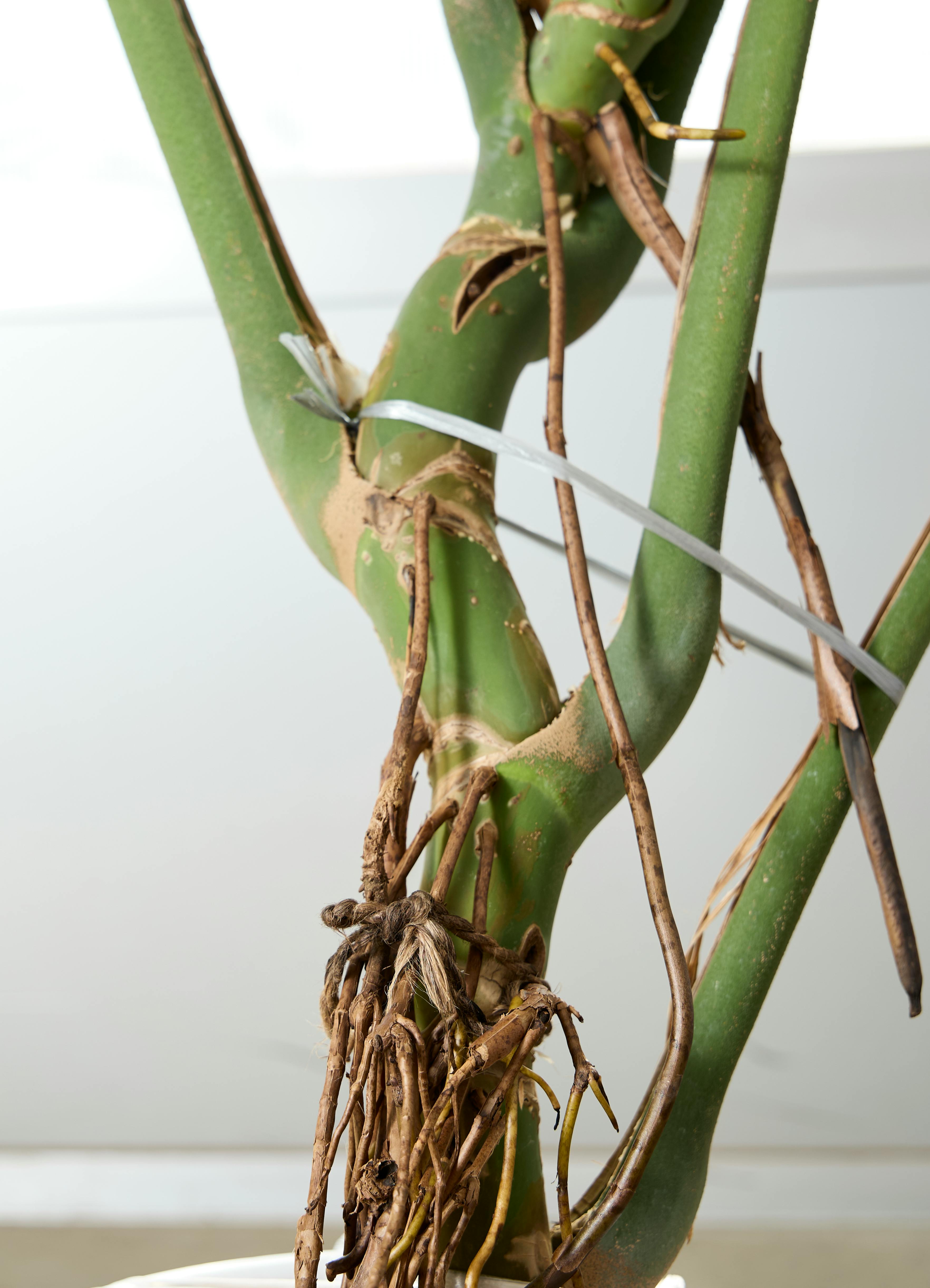 観葉植物 モンステラ【180cm】10号 幹立ち プラスチック鉢 #69644 ※1都
