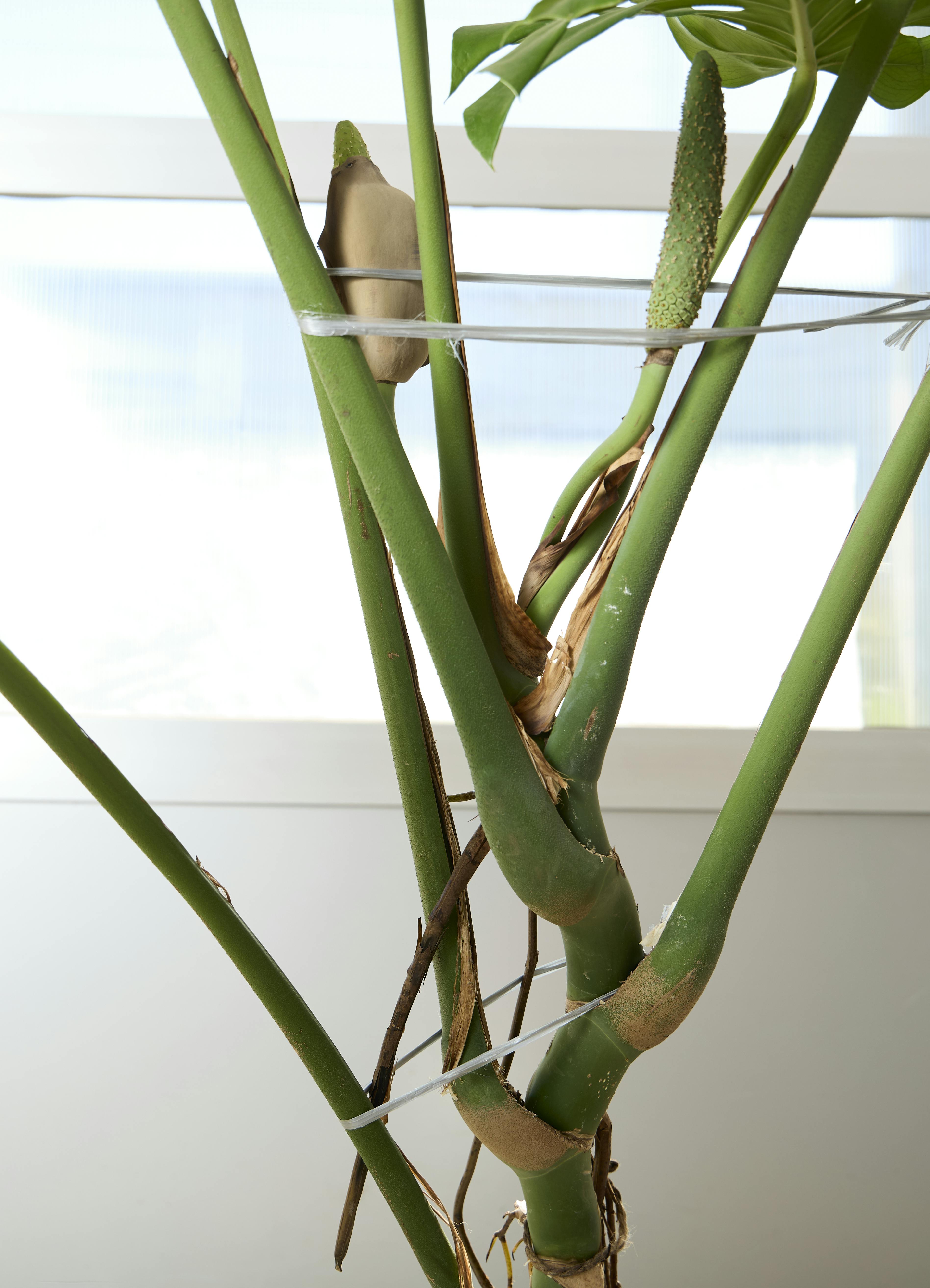 観葉植物 モンステラ【180cm】10号 幹立ち プラスチック鉢 #69644 ※1都