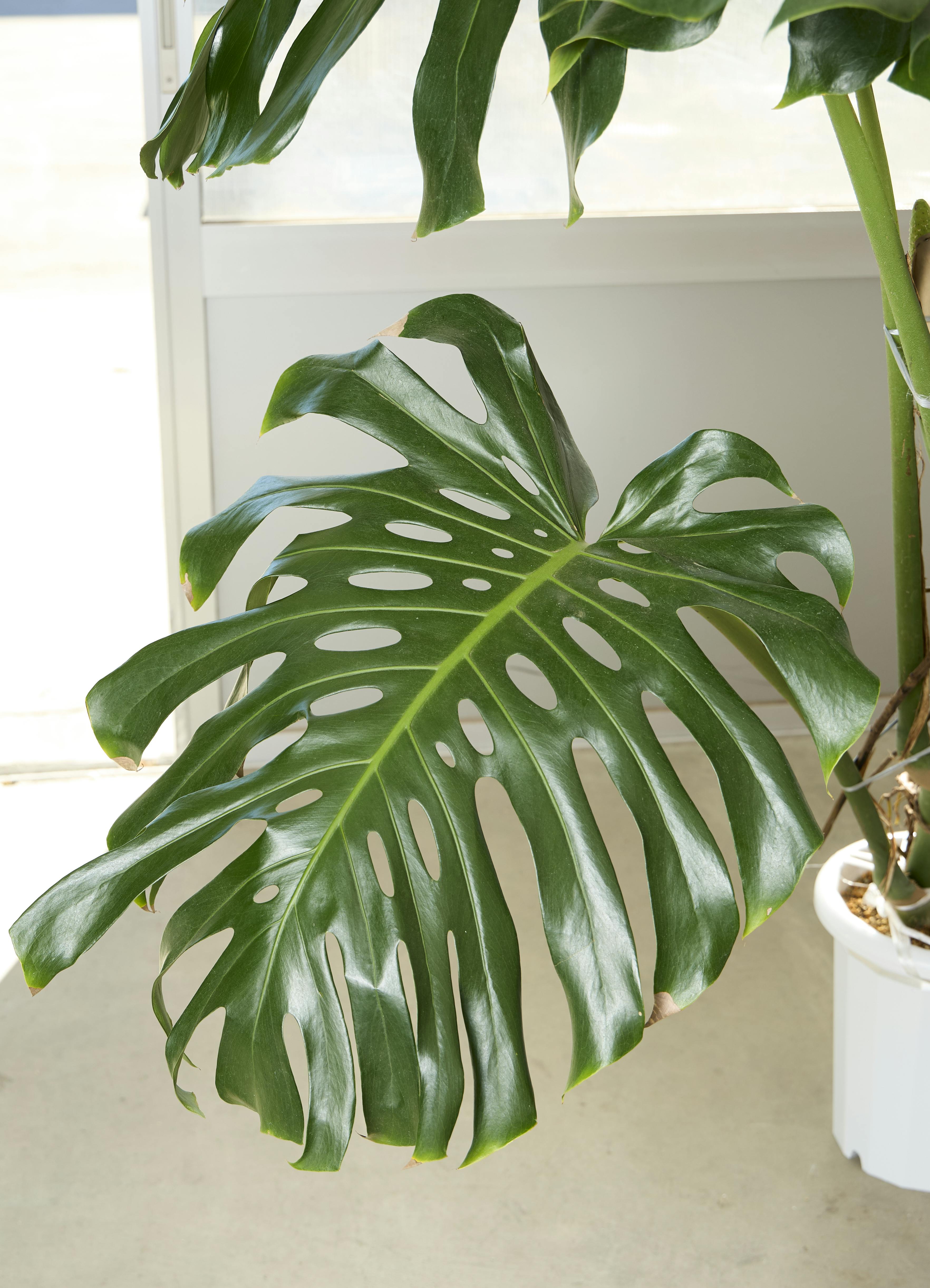 観葉植物 モンステラ【180cm】10号 幹立ち プラスチック鉢 #69644 ※1都