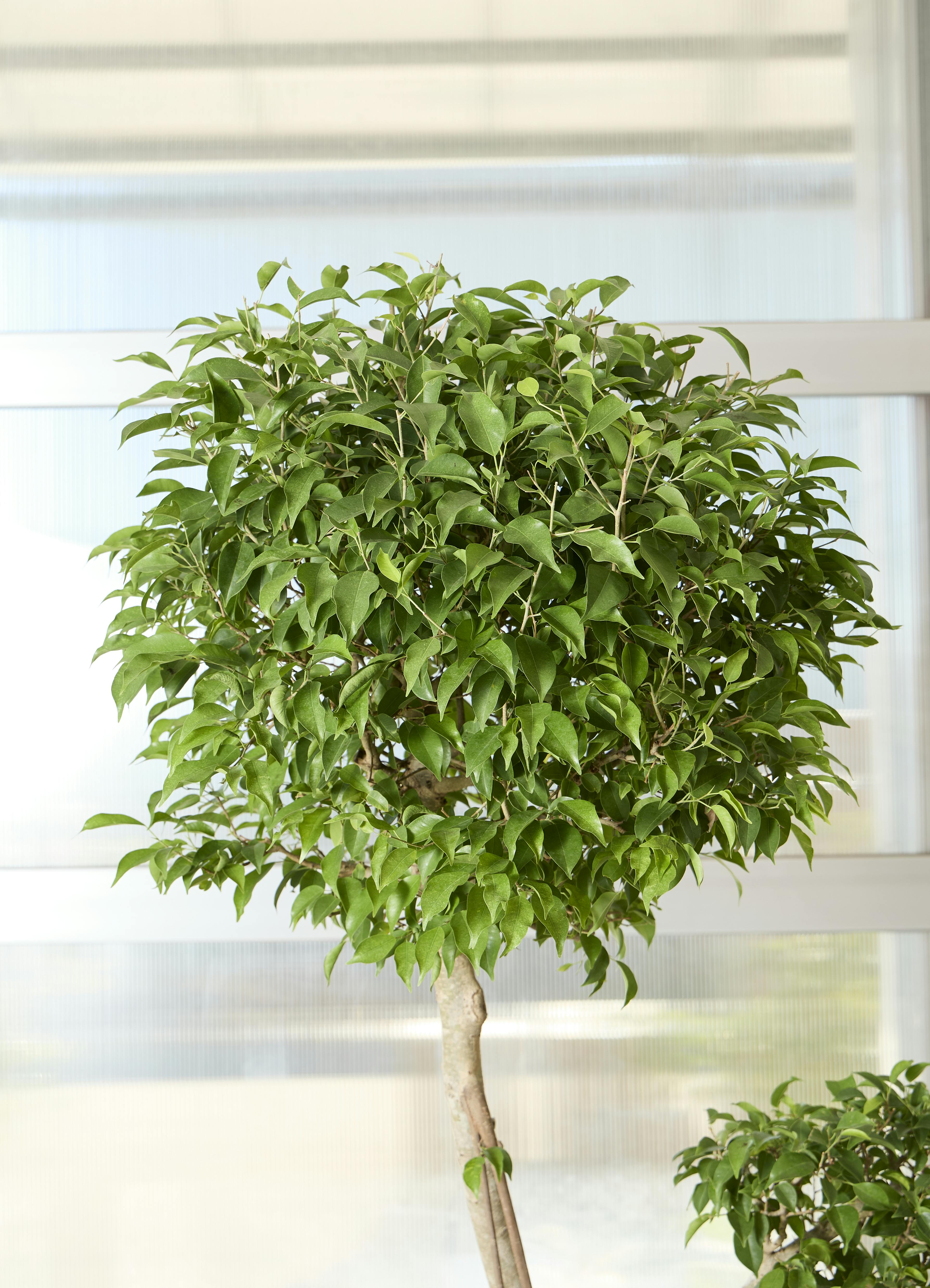 観葉植物 フィカス ベンジャミン【220cm】10号 玉造り プラスチック鉢