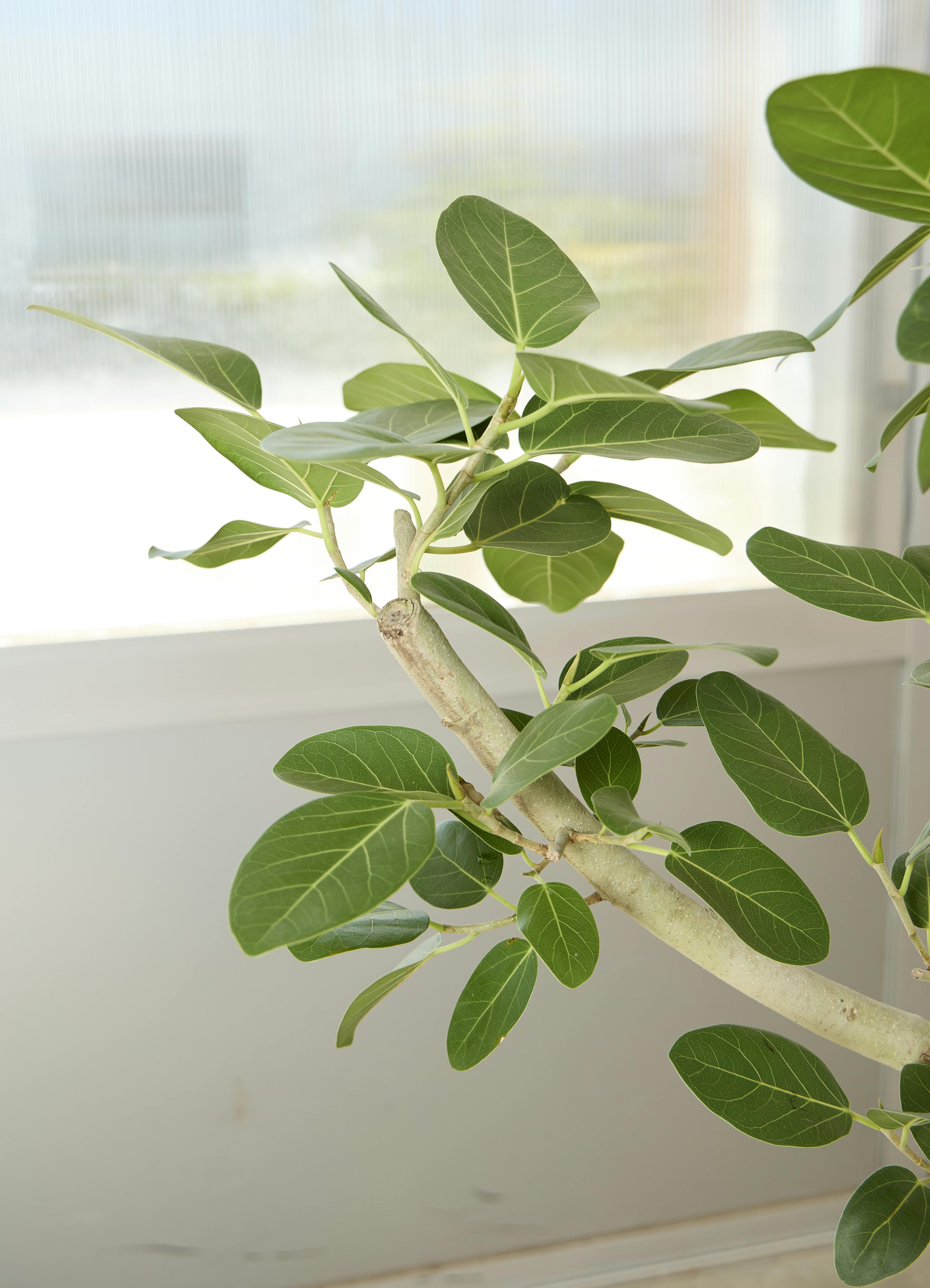 観葉植物 フィカス ベンガレンシス【170cm】10号 プラスチック鉢 観葉植物 フィカス ベンガレンシス【170cm】10号 プラスチック鉢