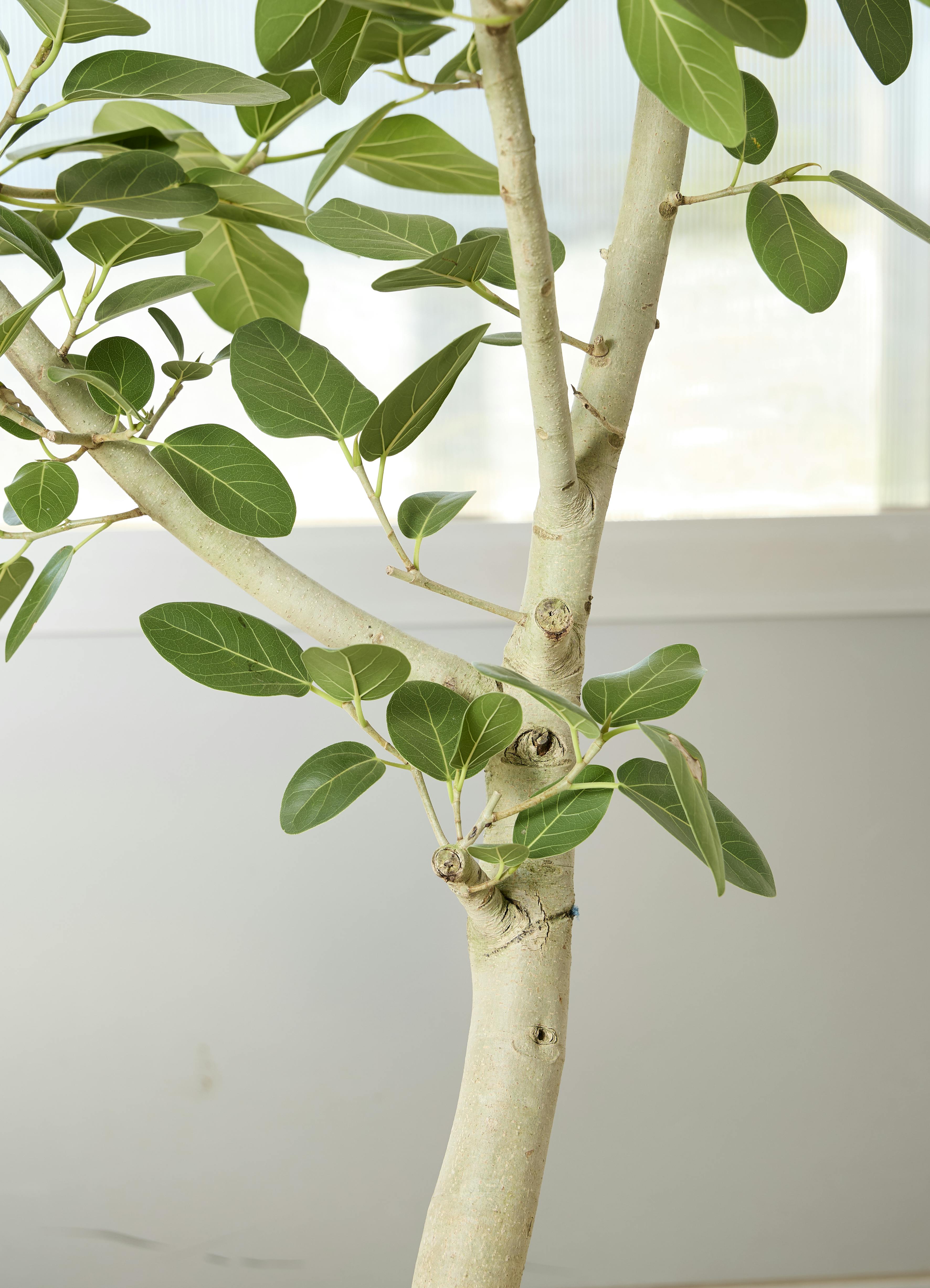 観葉植物 フィカスベンガレンシス 170cm 観葉植物 フィカス ベンガレンシス【170cm】10号 プラスチック鉢