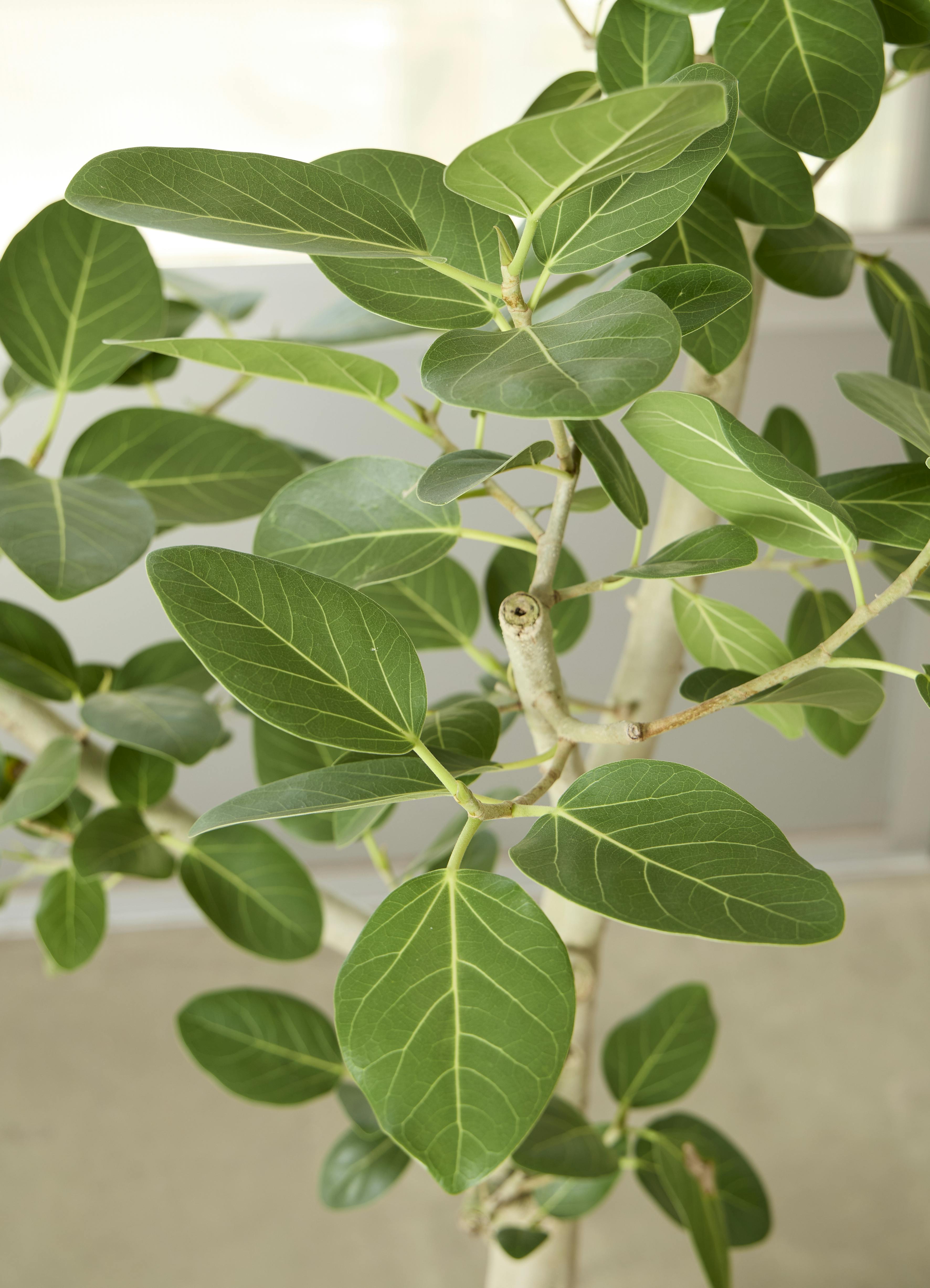 観葉植物 フィカス ベンガレンシス 225cm 観葉植物 フィカス ベンガレンシス