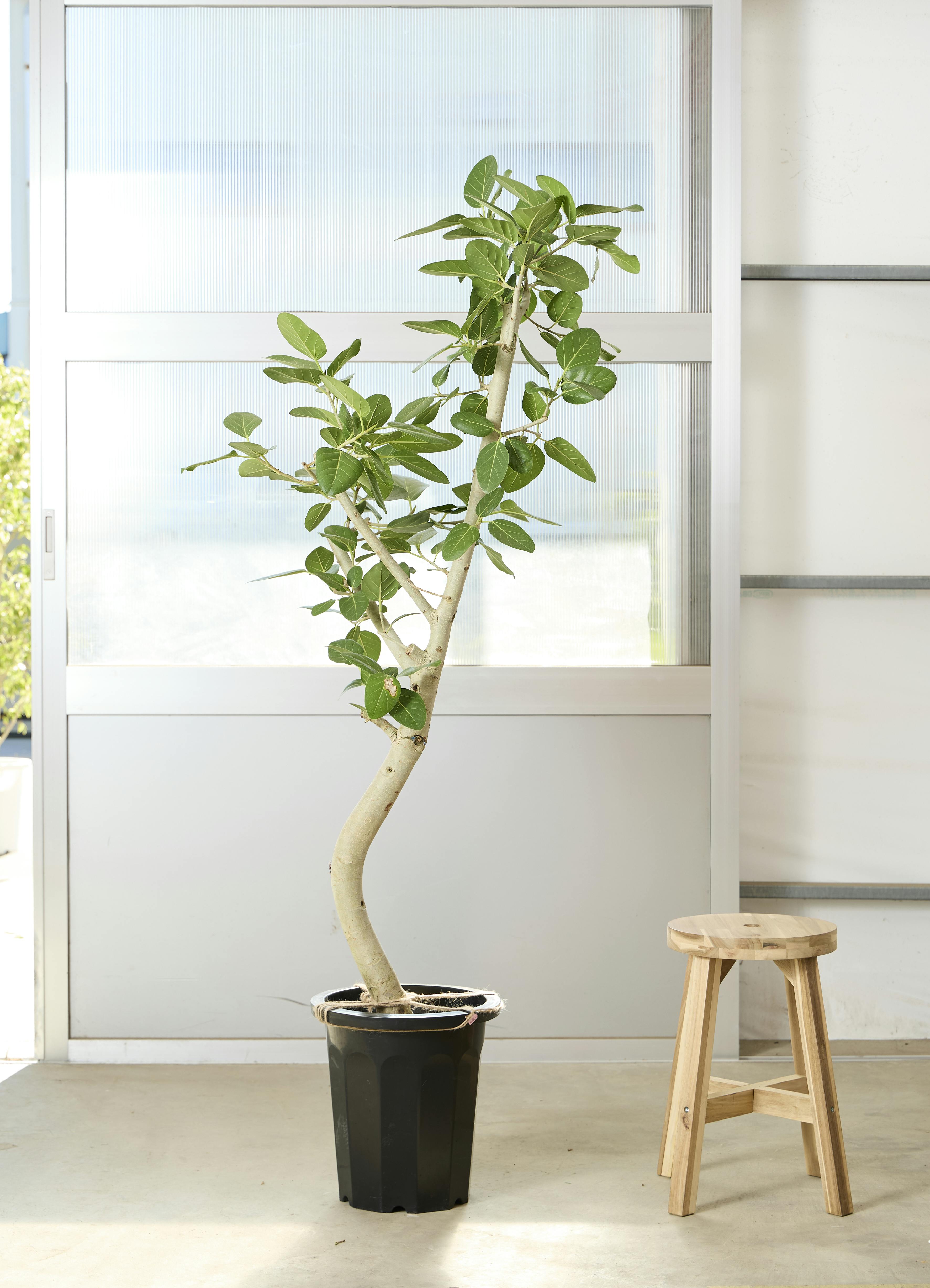 観葉植物 フィカス ベンガレンシス【170cm】10号 プラスチック鉢