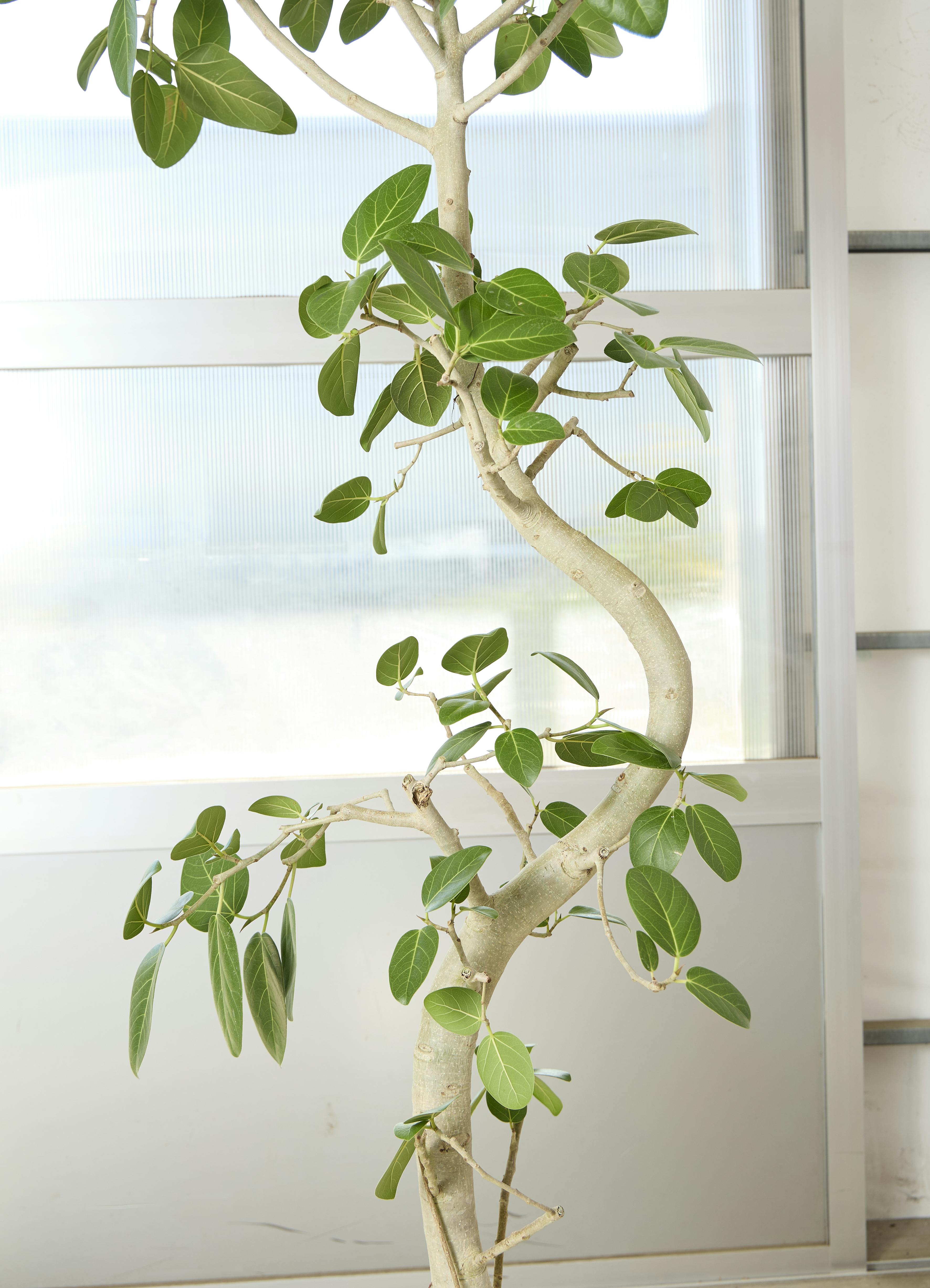 観葉植物 フィカス ベンガレンシス【210cm】10号 曲り プラスチック鉢