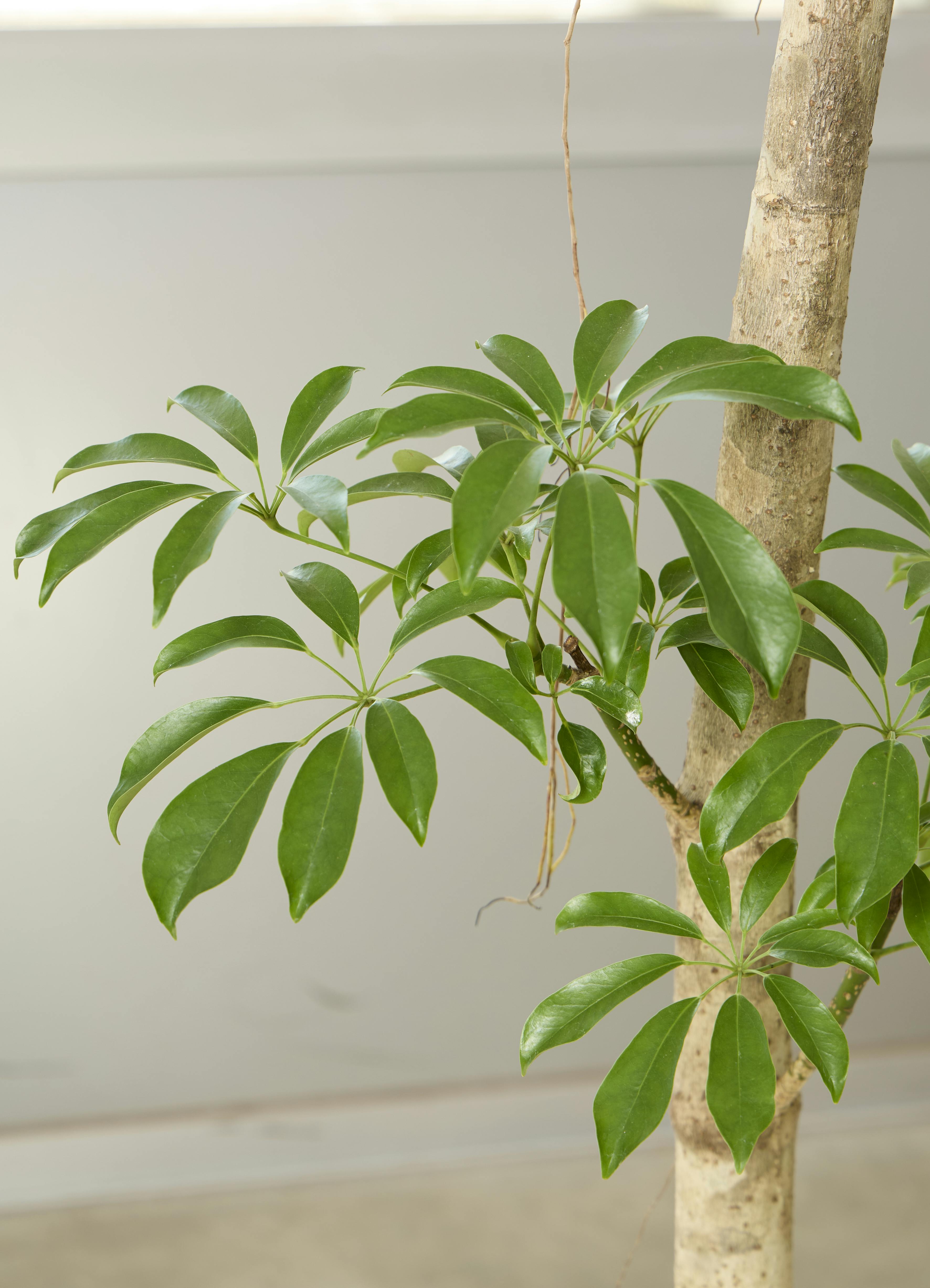 観葉植物 シェフレラ コンパクタ【230cm】10号 プラスチック鉢 #69633