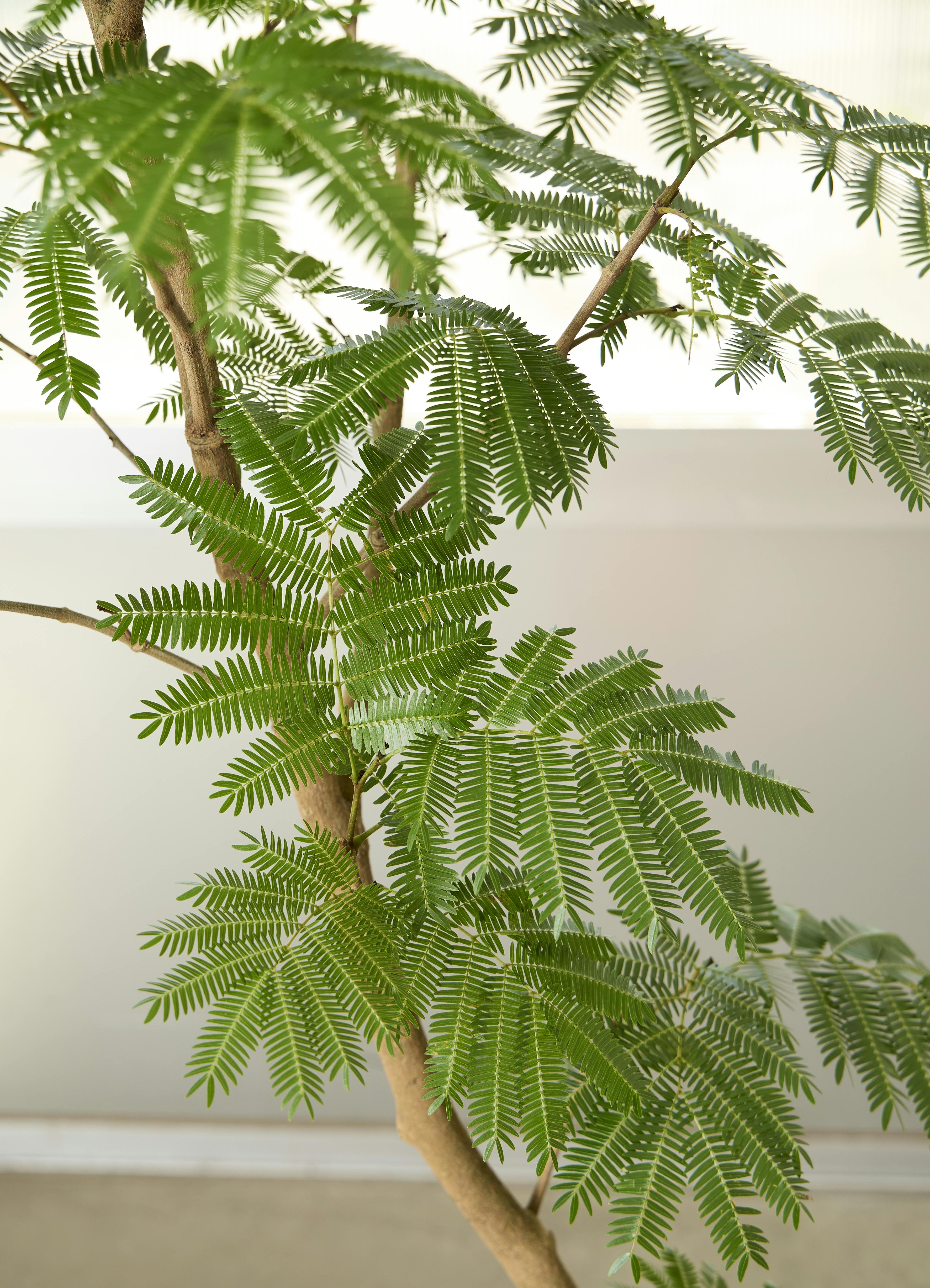 観葉植物 エバーフレッシュ【190cm】10号 曲り プラスチック鉢 #69641