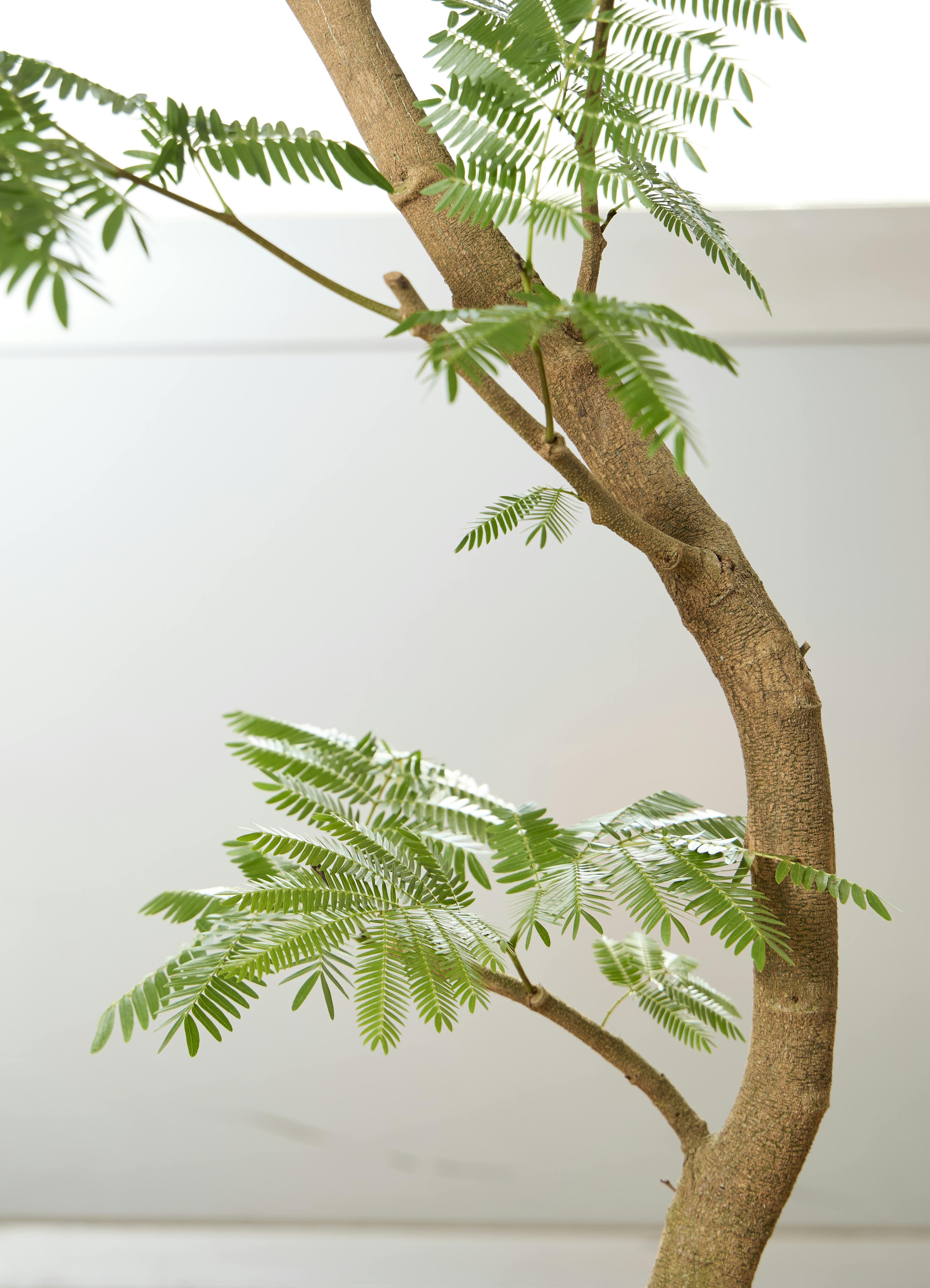 エバーフレッシュ　約2.2メートル everfresh-182_1.jpg?1733192377