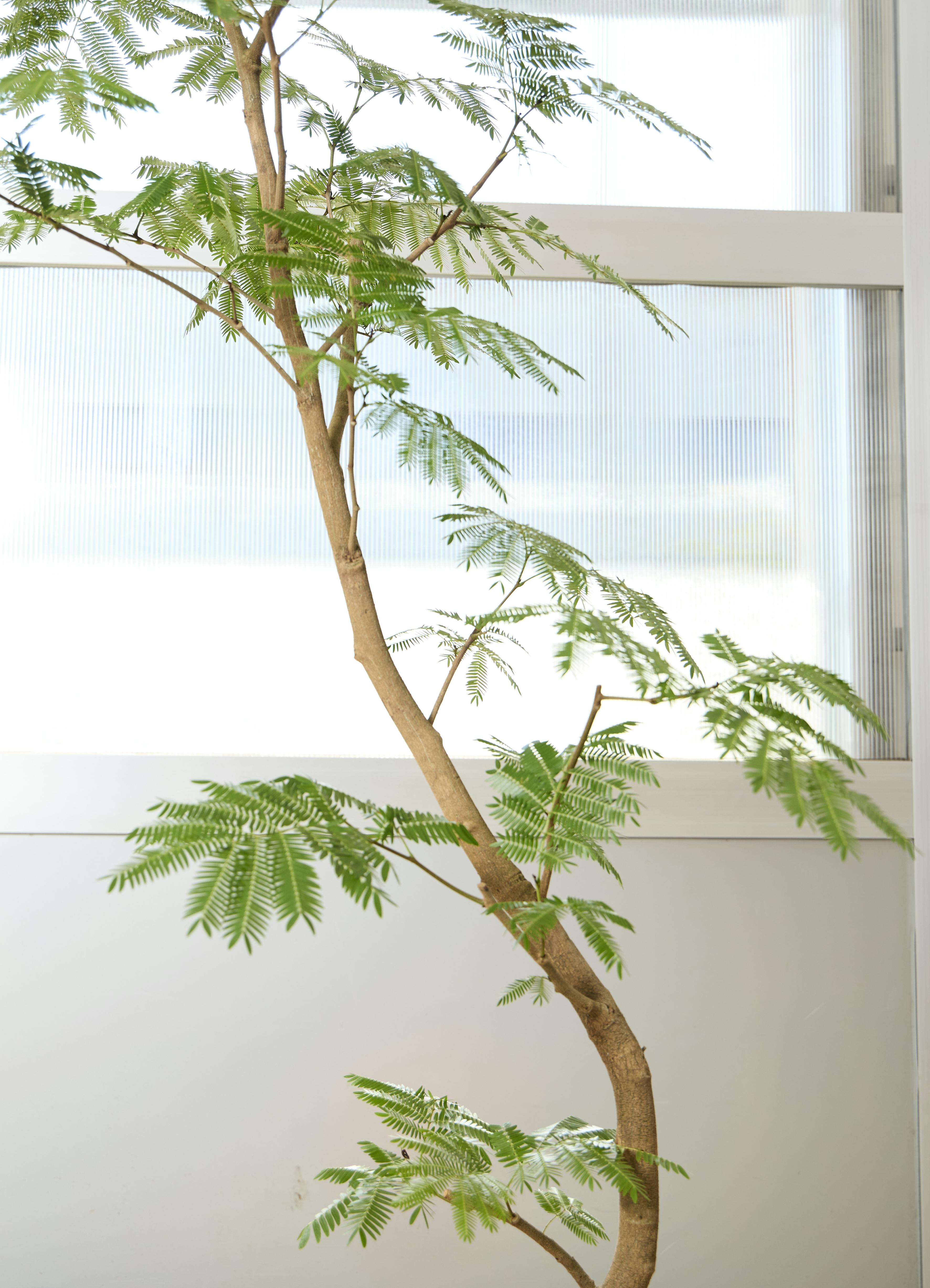 観葉植物 エバーフレッシュ【190cm】10号 曲り プラスチック鉢 #69641
