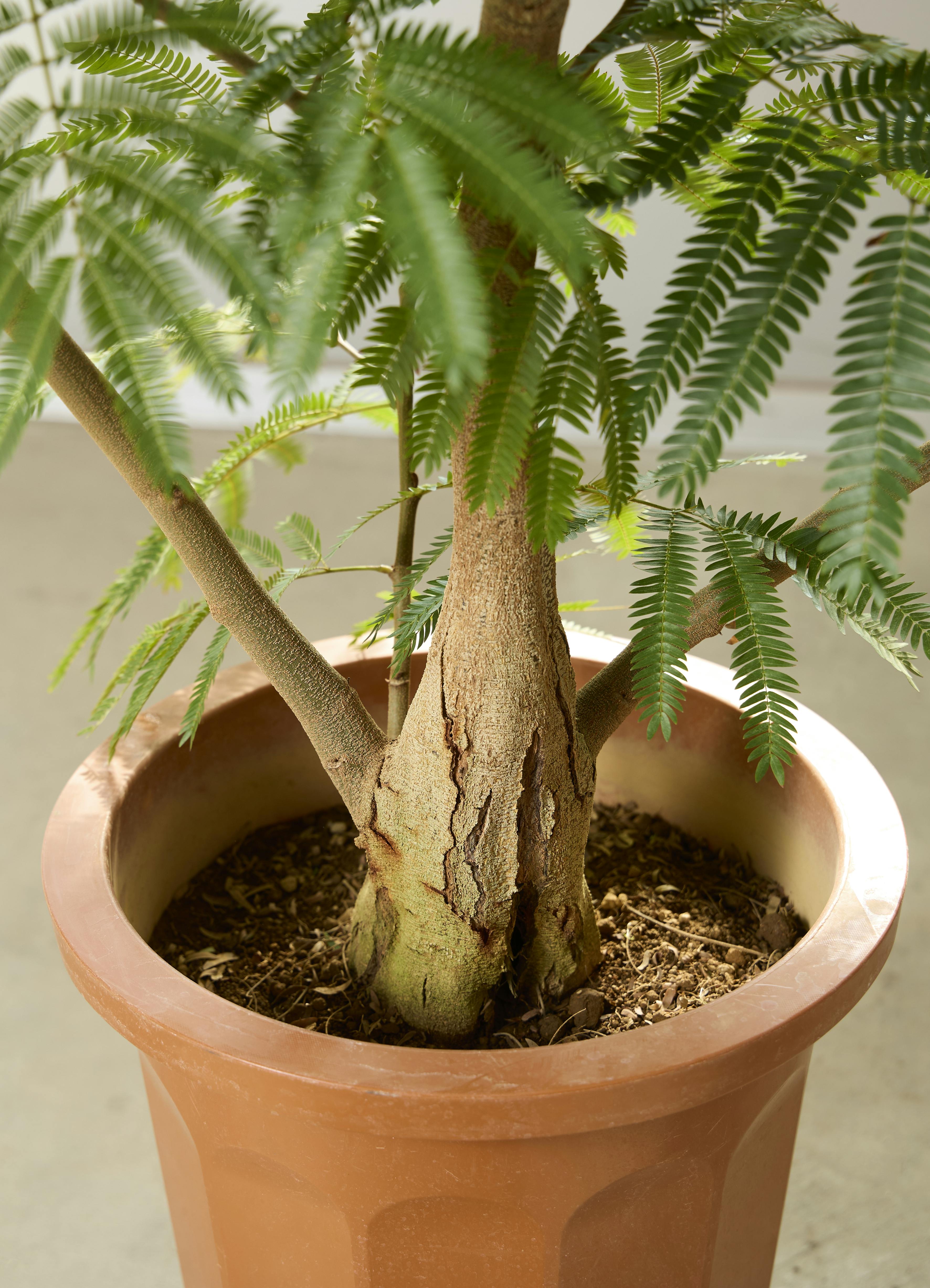 エバーフレッシュ☆観葉植物