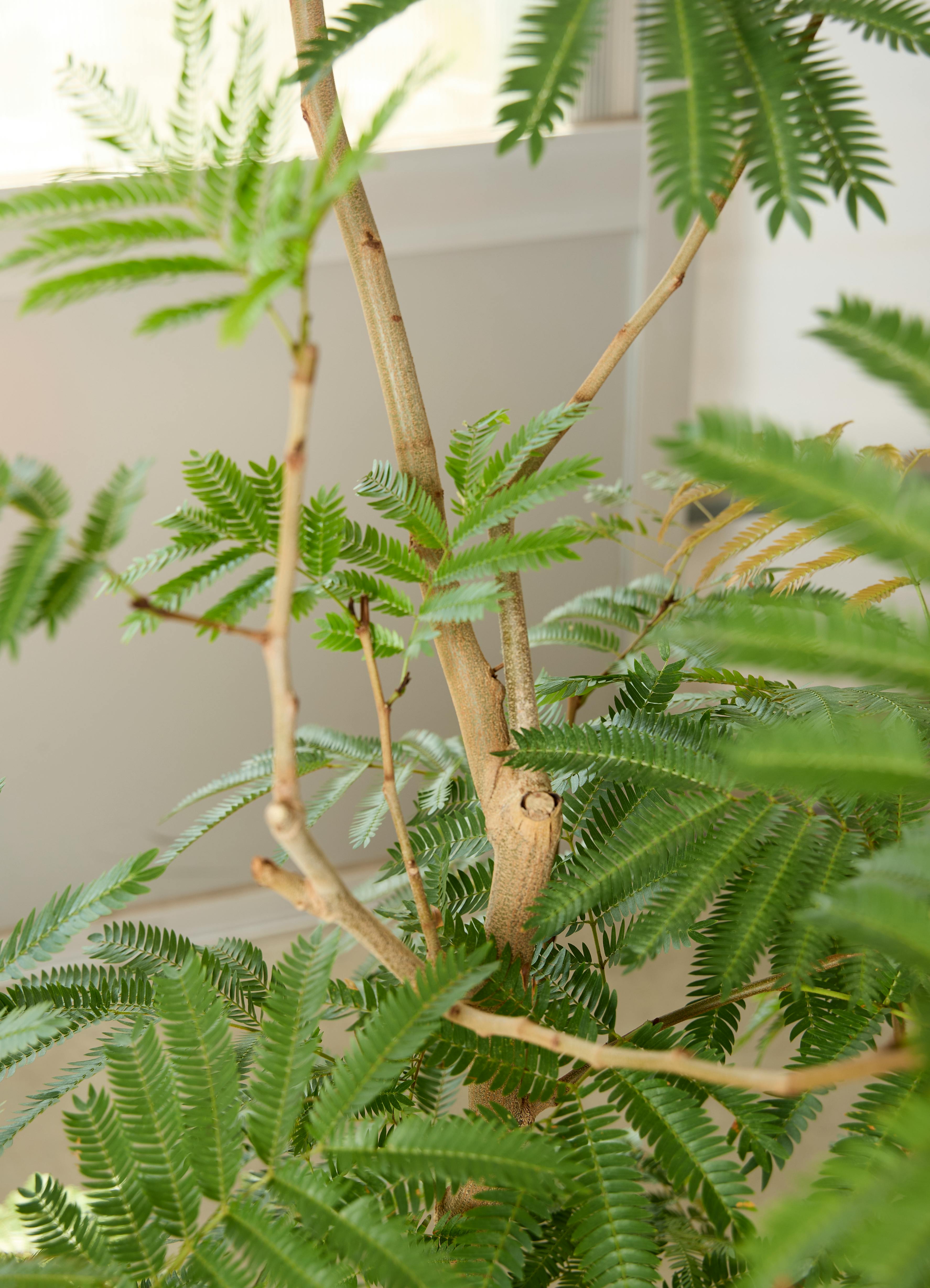 観葉植物 エバーフレッシュ【210cm】10号 プラスチック鉢 #69643 ※1都3