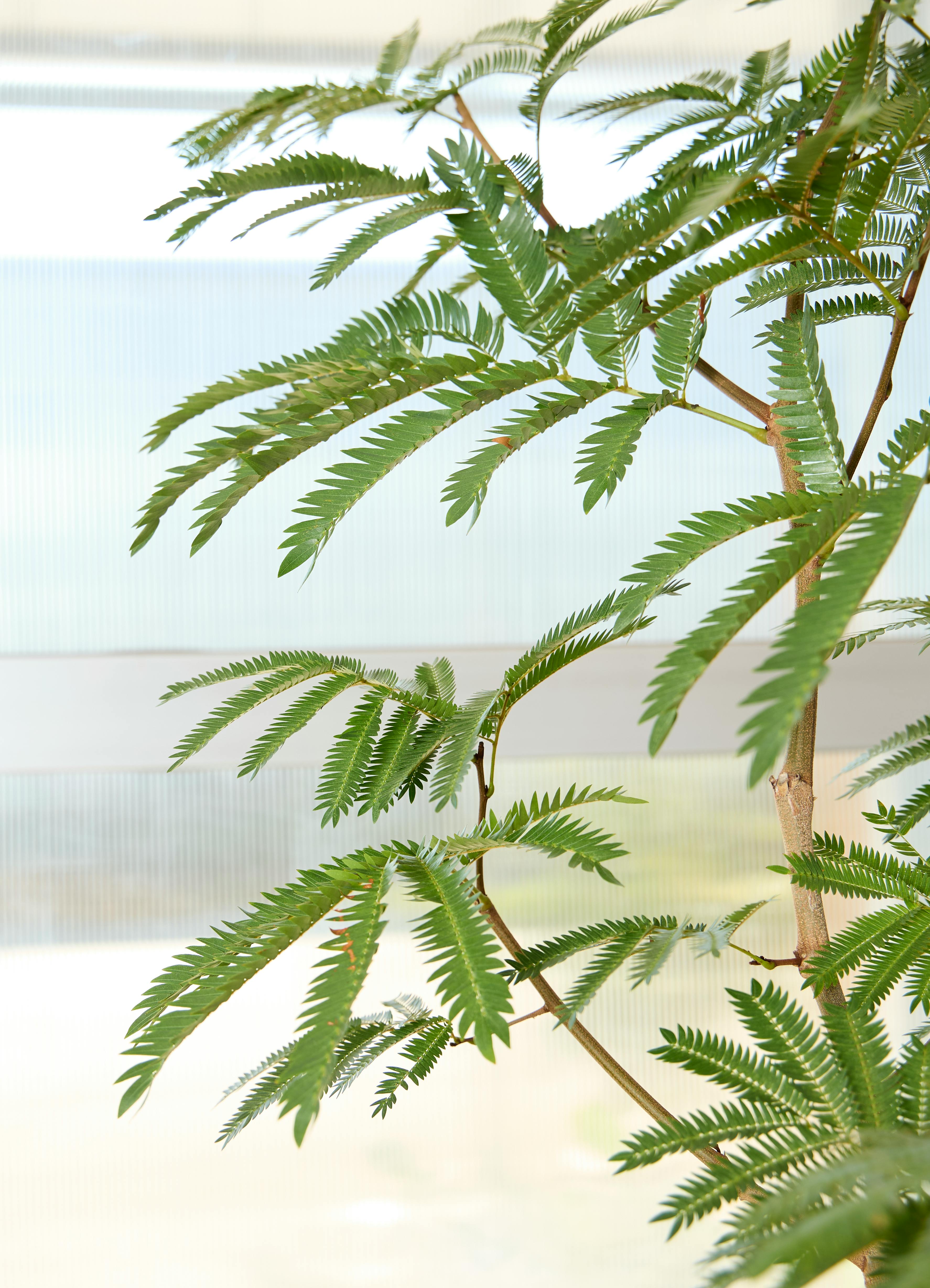 観葉植物 エバーフレッシュ【210cm】10号 プラスチック鉢 #69643 ※1都3