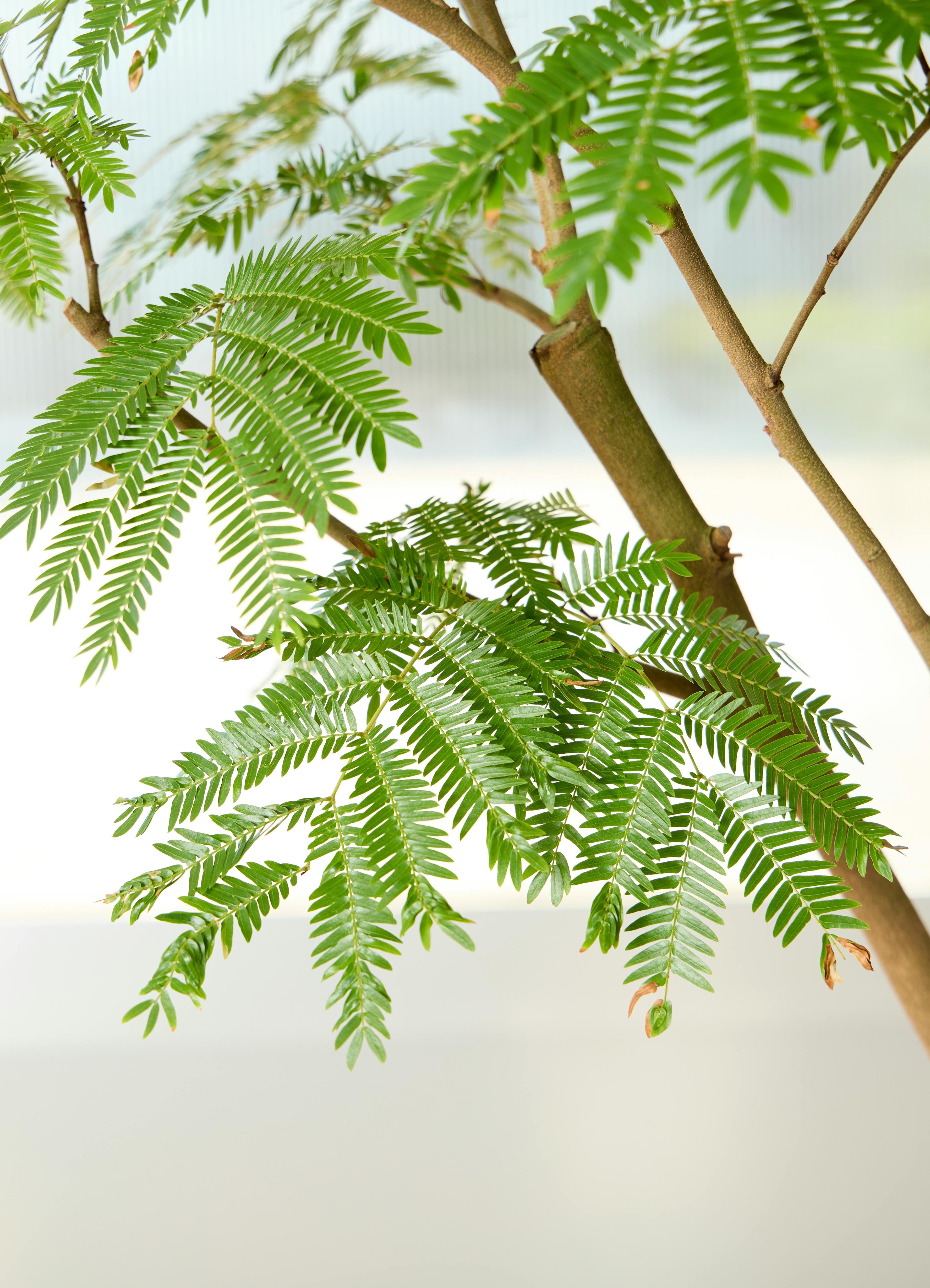 観葉植物 エバーフレッシュ【210cm】10号 プラスチック鉢 #69642 ※1都3 