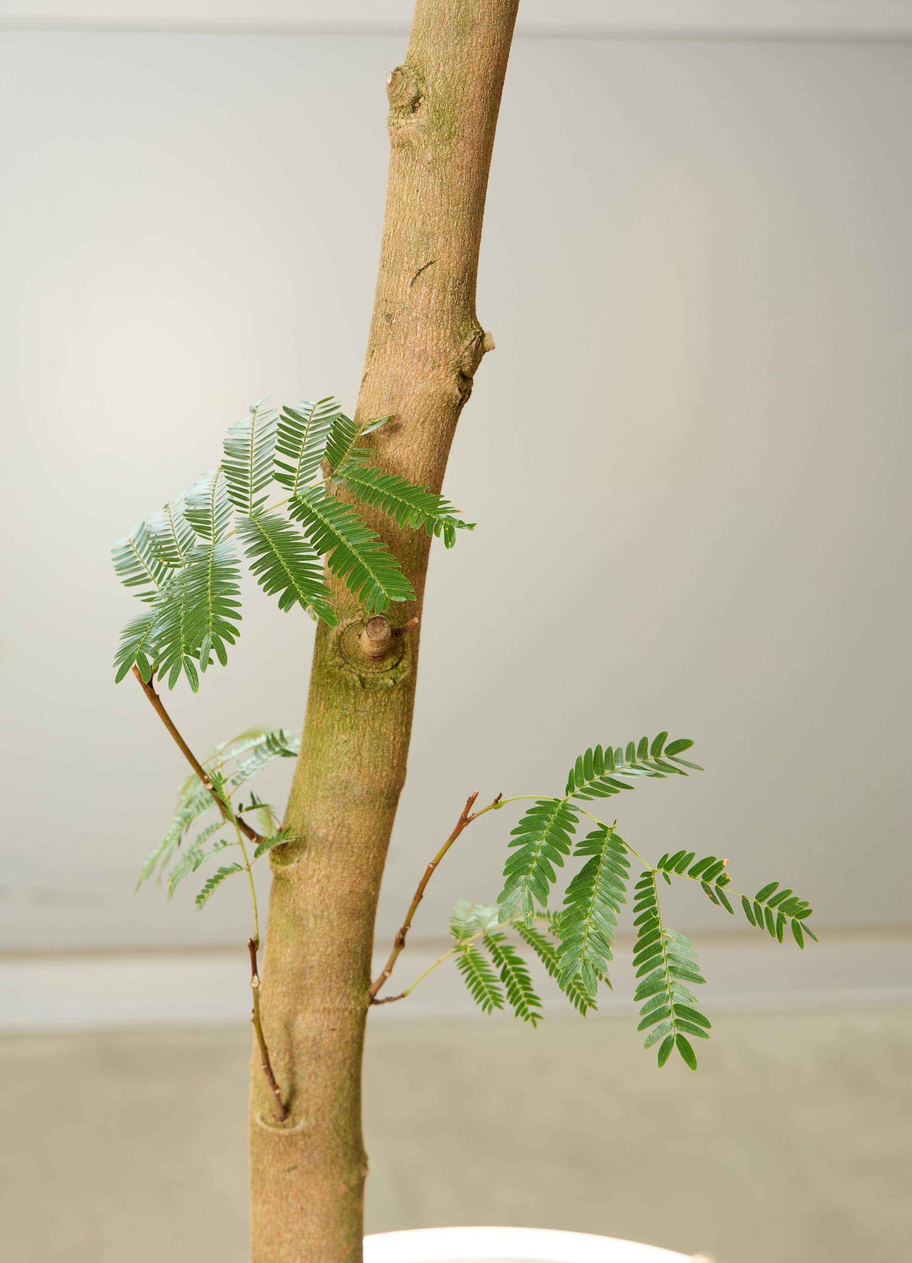 観葉植物 エバーフレッシュ【210cm】10号 プラスチック鉢 #69642 ※1都3 