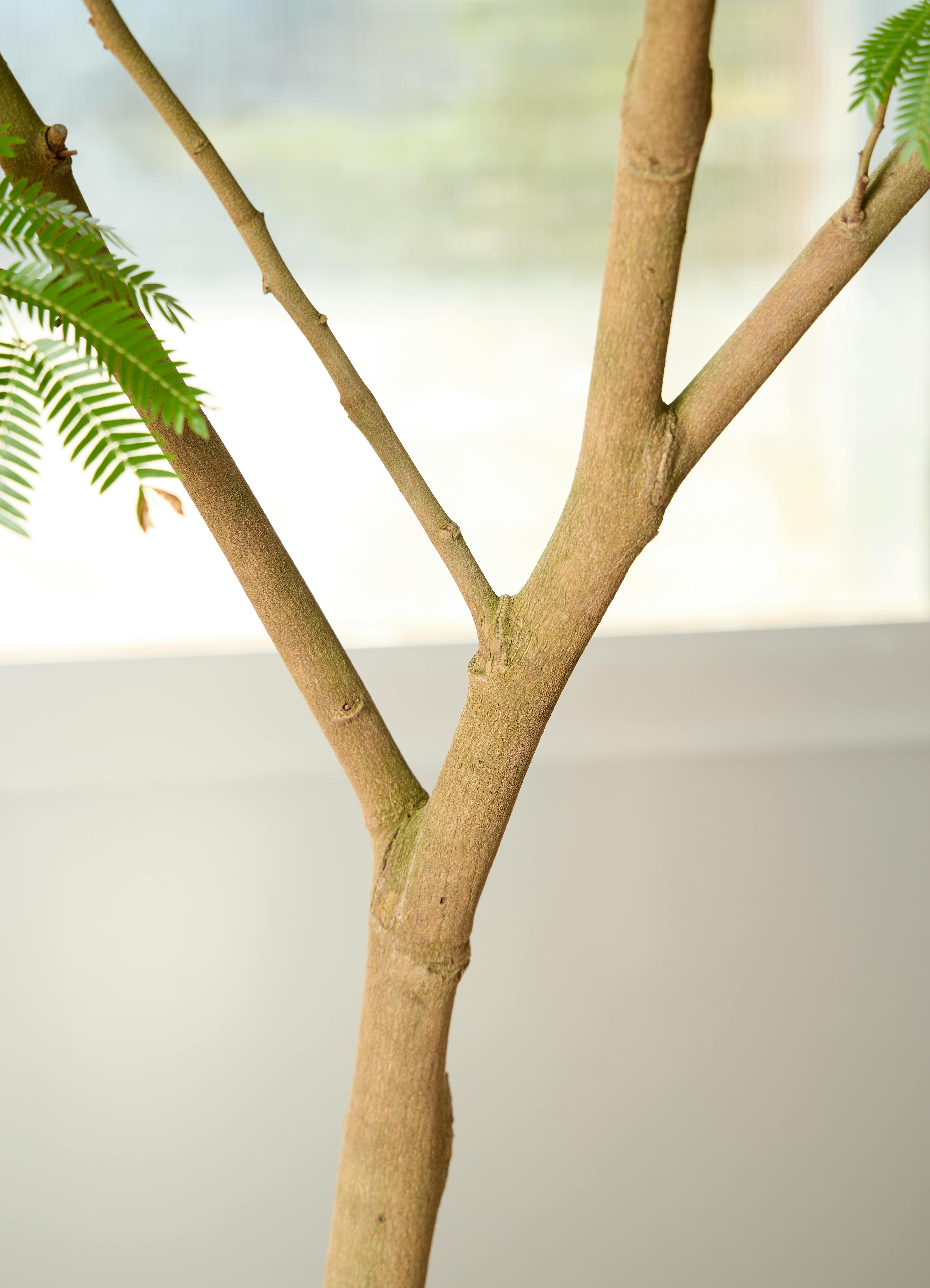 観葉植物 エバーフレッシュ【210cm】10号 プラスチック鉢 #69642 ※1都3 