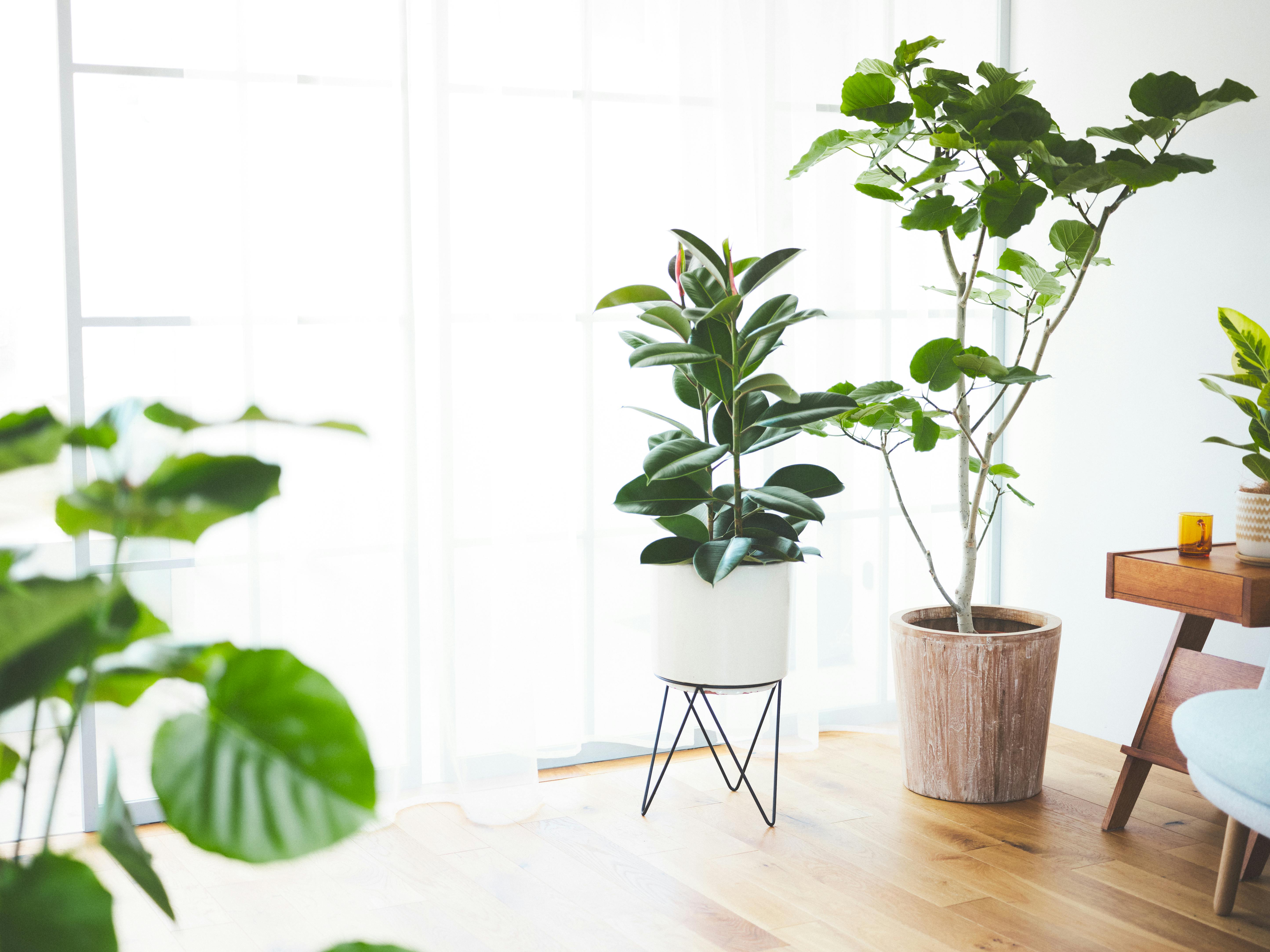 リビングに飾る観葉植物 | 通販専門店 HitoHana（ひとはな）