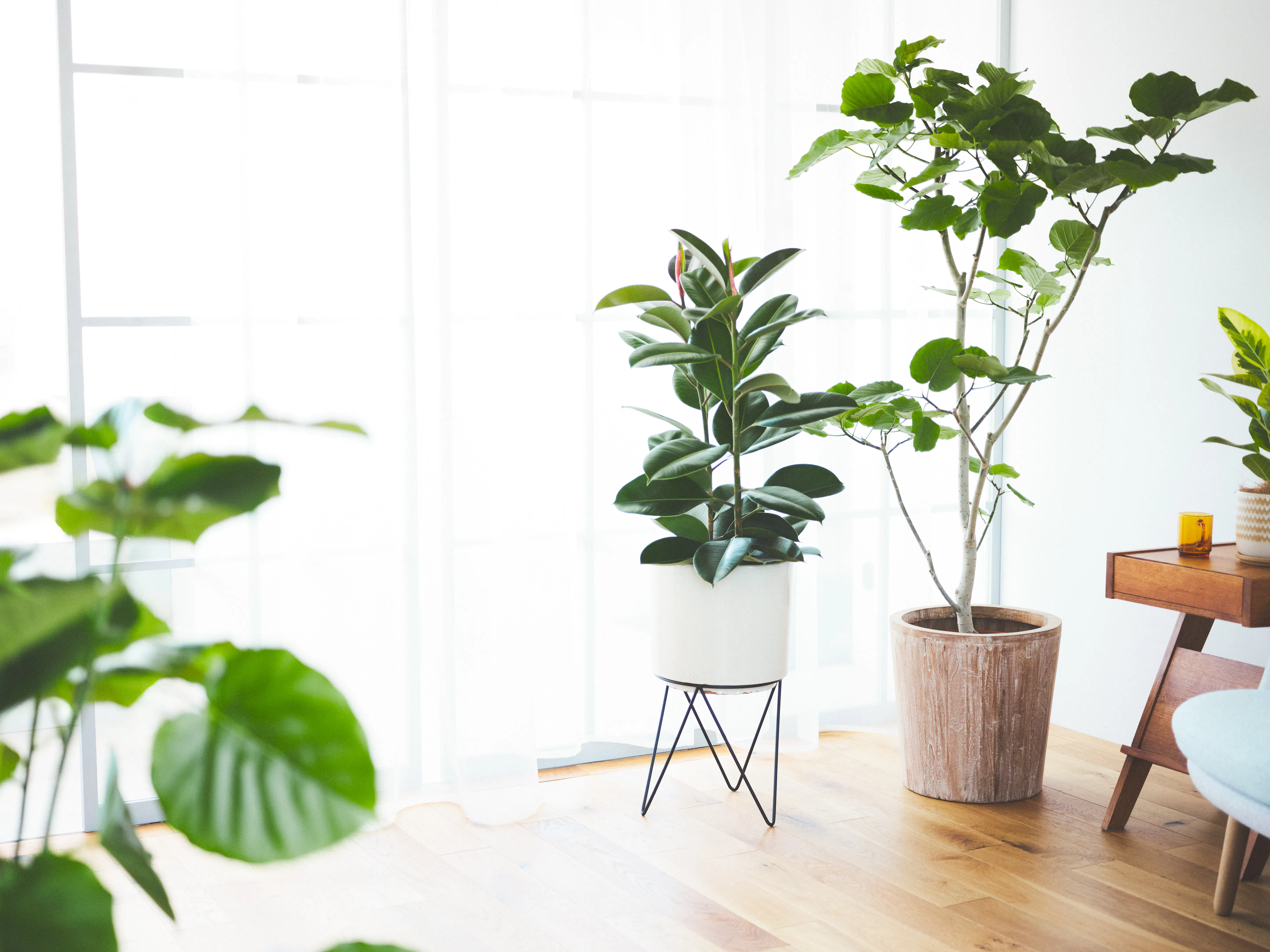 リビングに飾る観葉植物 | 通販専門店 HitoHana（ひとはな）