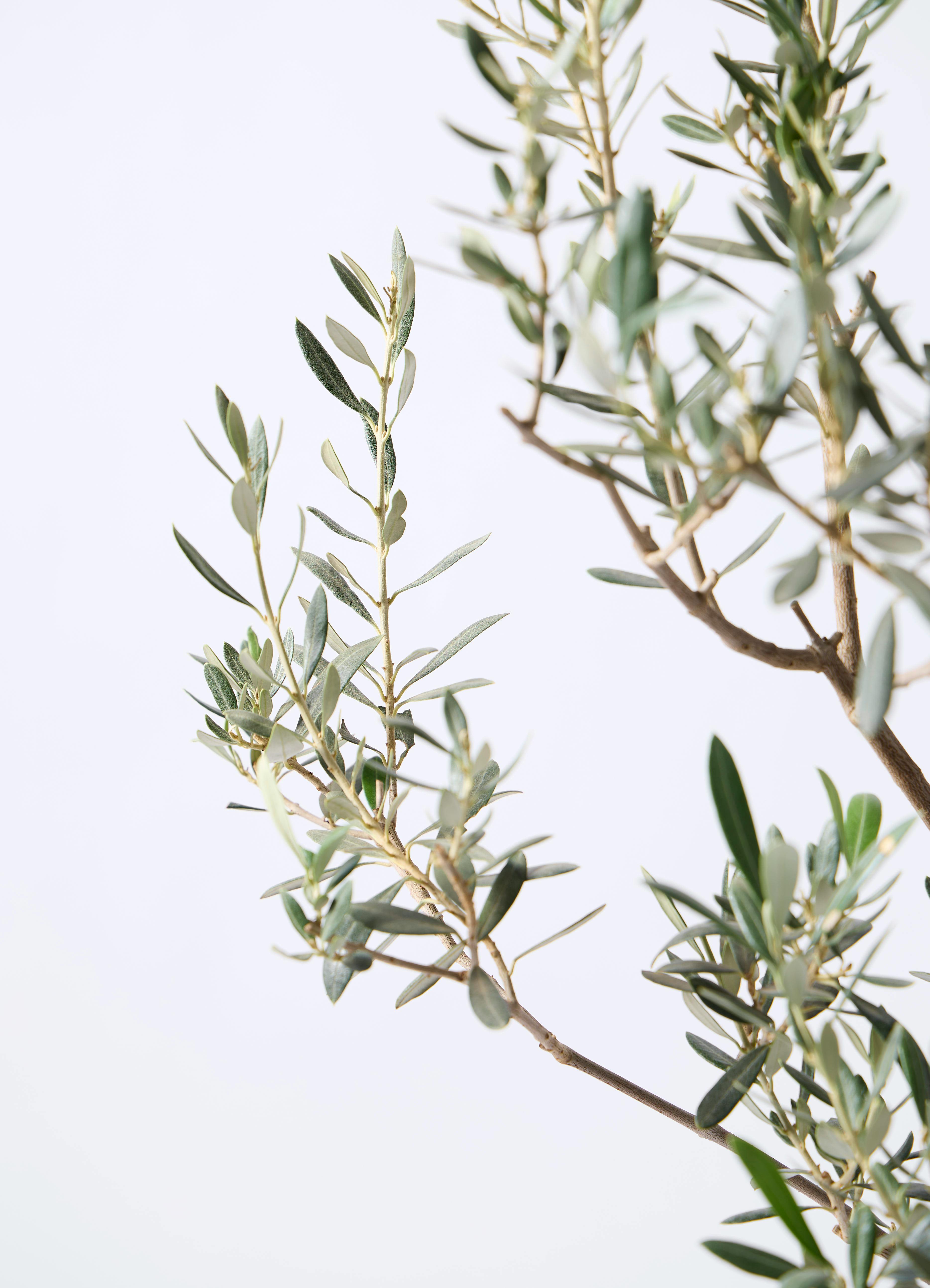 観葉植物 オリーブの木 8号 バロウニ Eco Stone (エコストーン