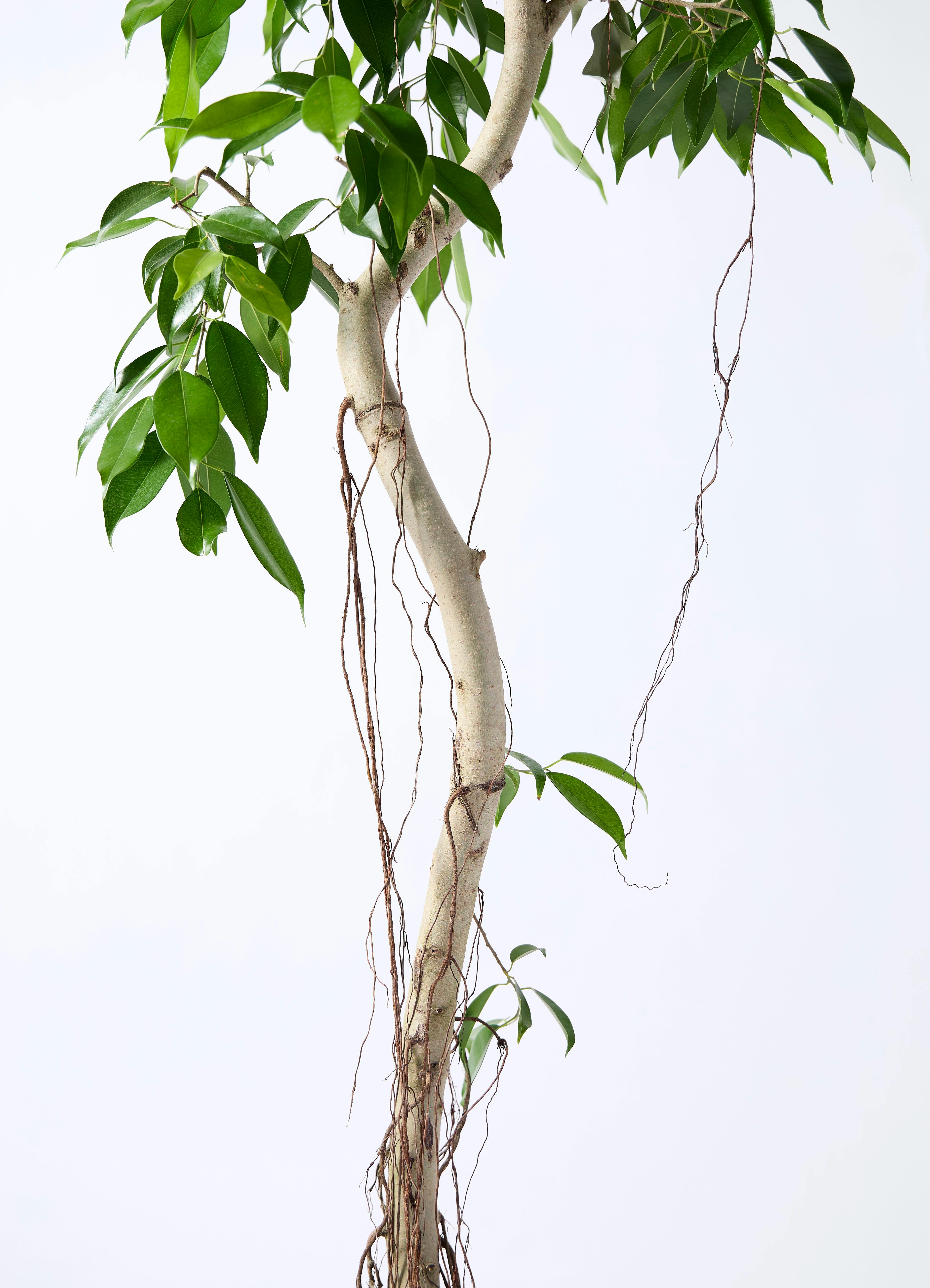 観葉植物 フィカス ベンジャミン 9号 ヌダ ジュピター 白 付き | 観葉