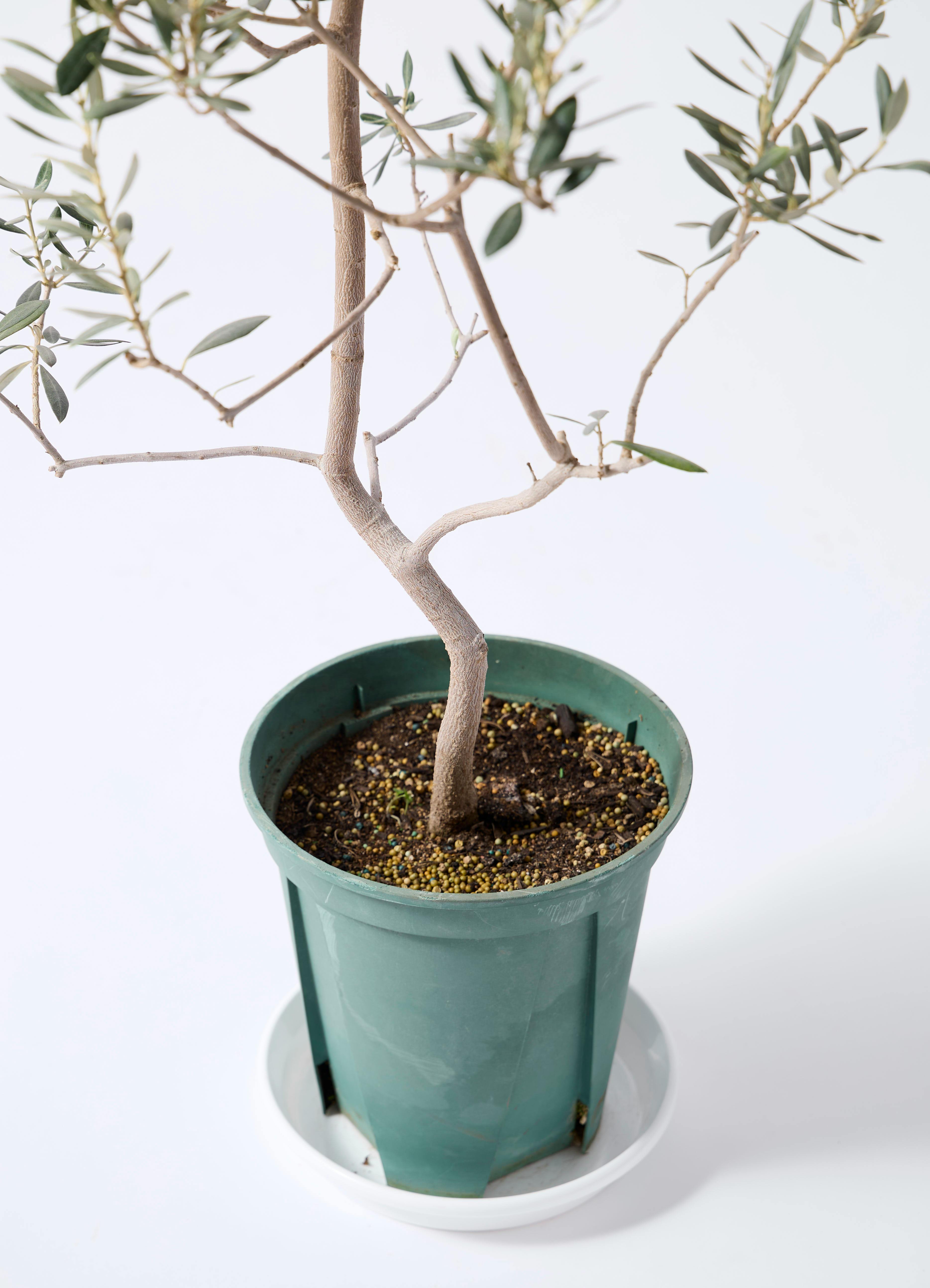 観葉植物 オリーブの木 8号 バロウニ ブリティッシュキューブ 付き